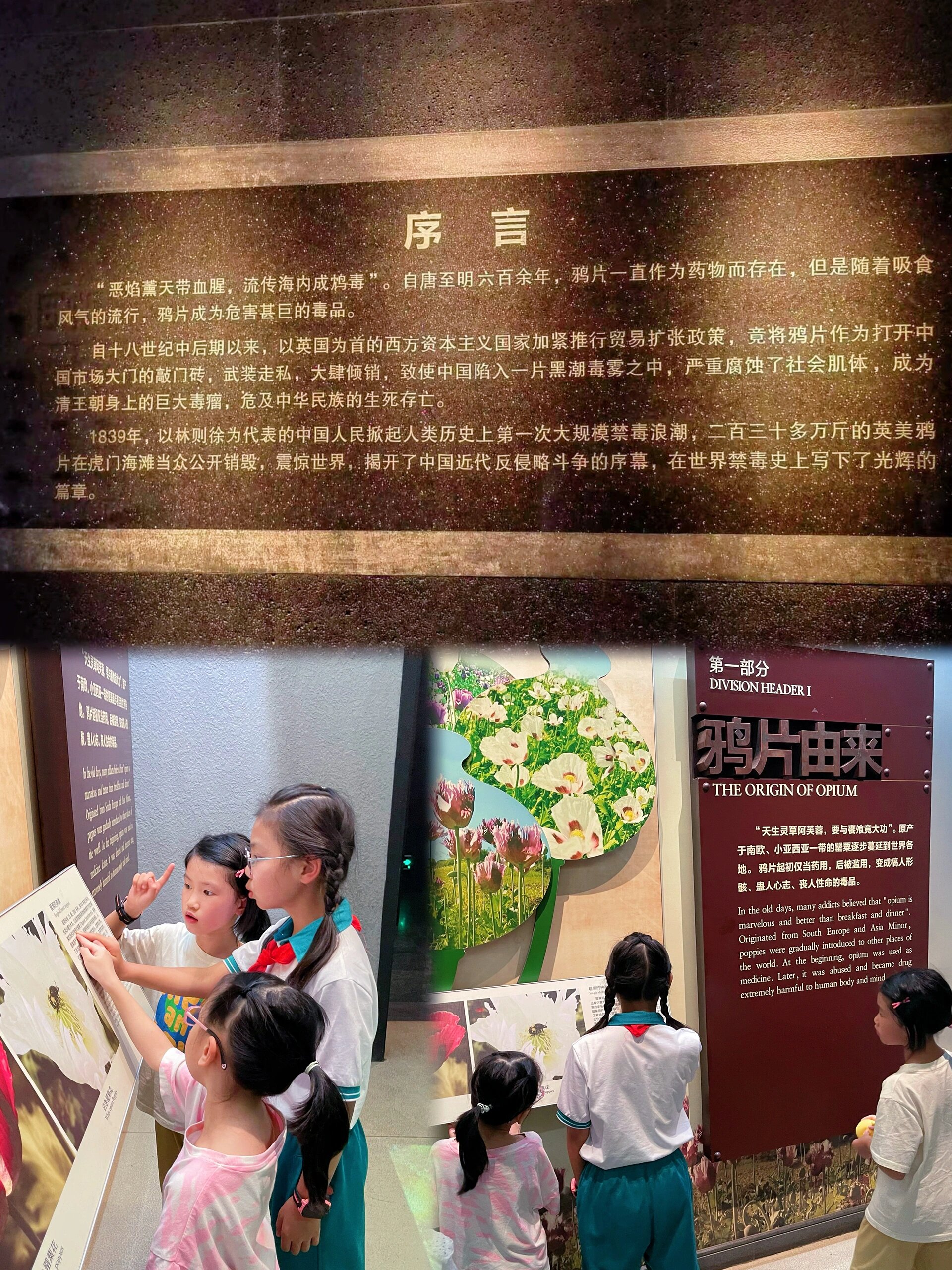 博物馆  孩子们看到了罂粟 知道了鸦片的制作过程 明白了鸦片的危害
