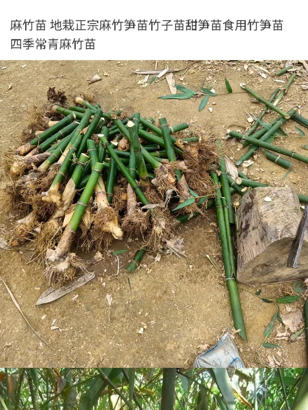 【麻竹苗】正宗地栽大苗大叶麻竹苗甜竹苗竹子盆景