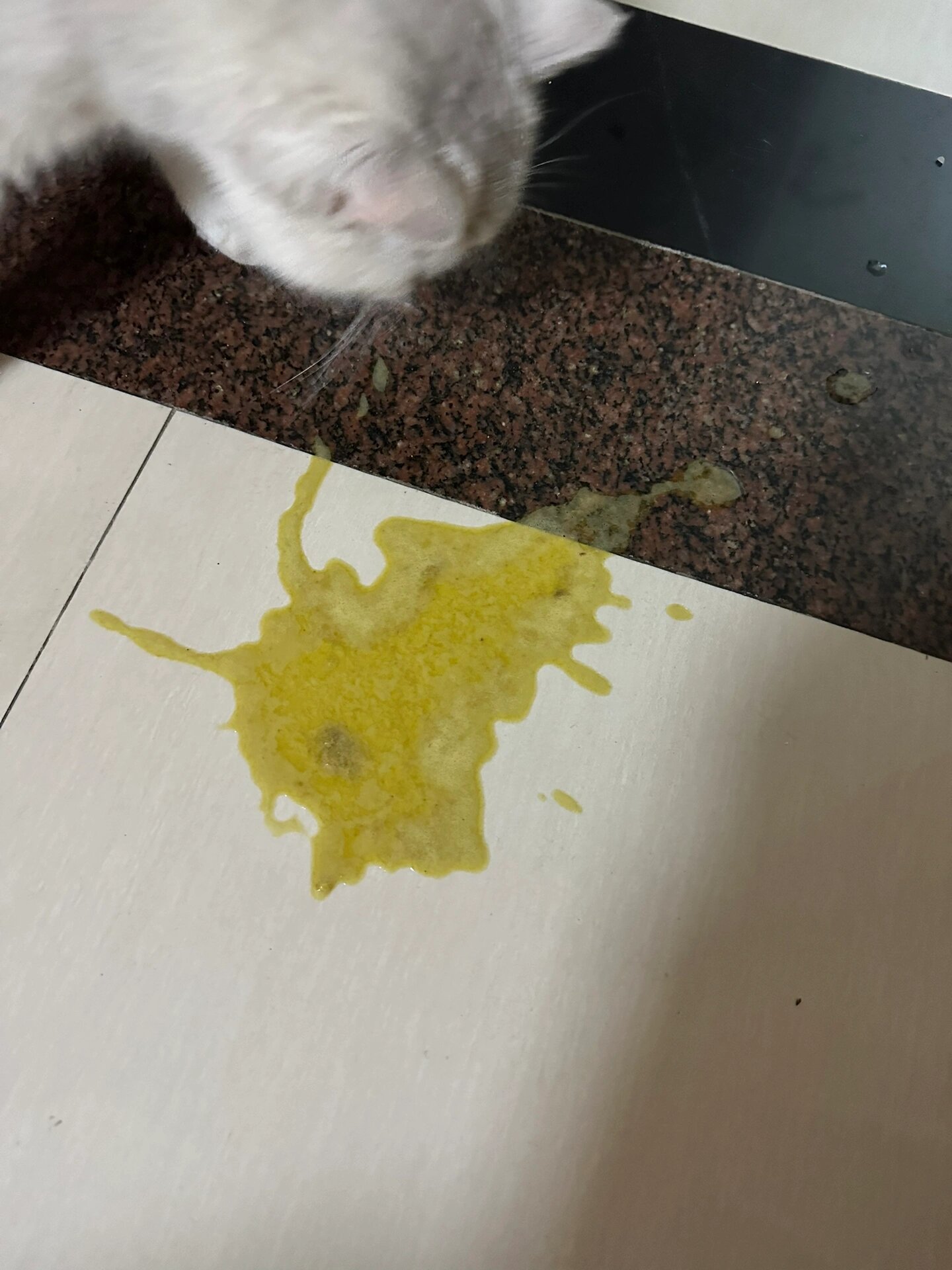 猫咪吐黄水是什么原因!