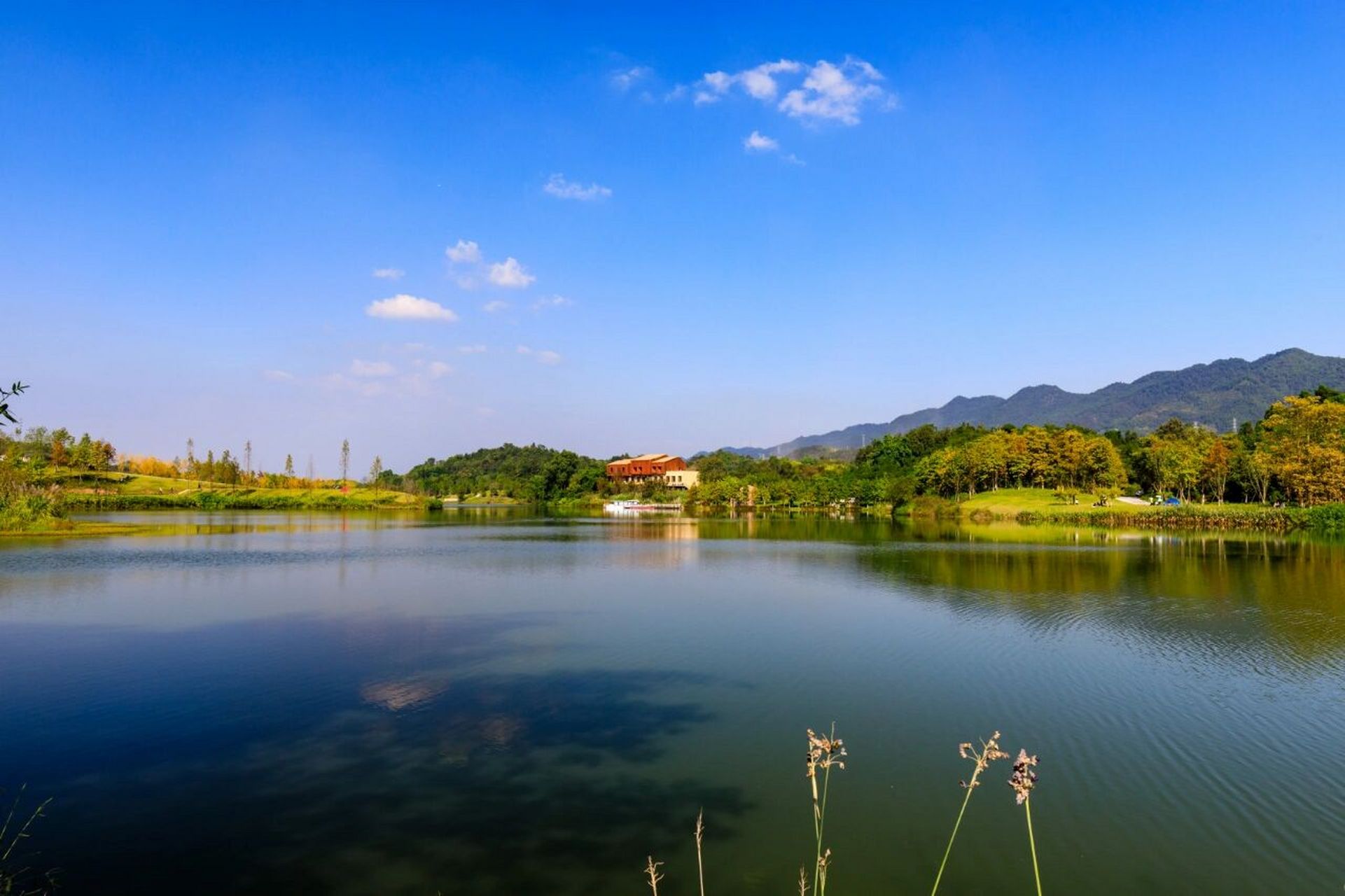 位于渝北两江协同创新区的明月湖边,红枫在深秋中摇曳.