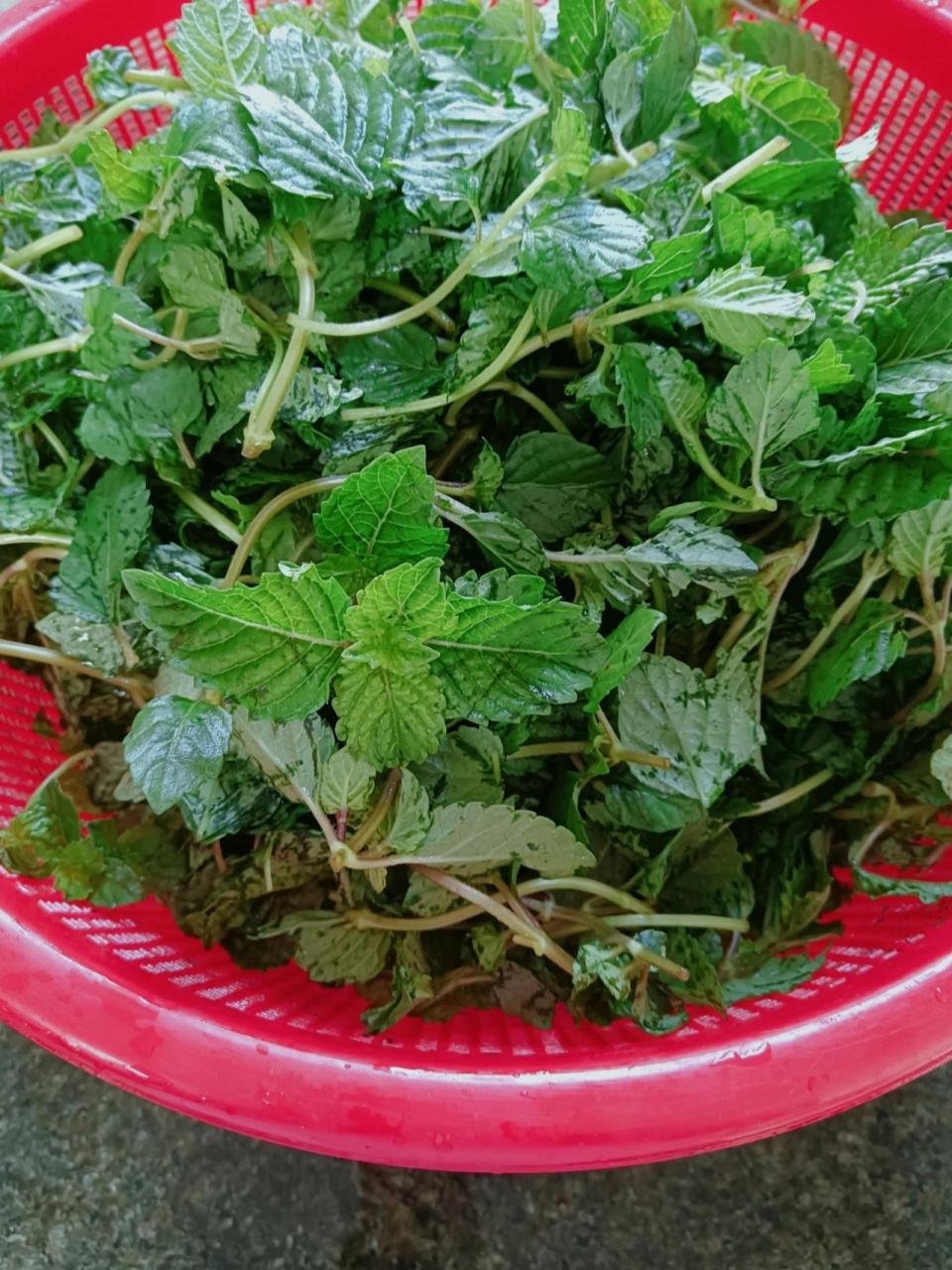 高州凉粉草教程来了 #茂名高州特色凉粉草,好多叫出个教程,今天教程来