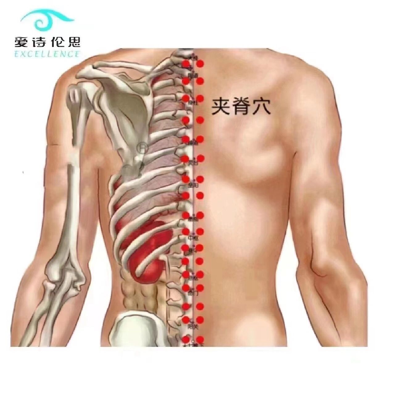 腰夹脊的准确位置图图片