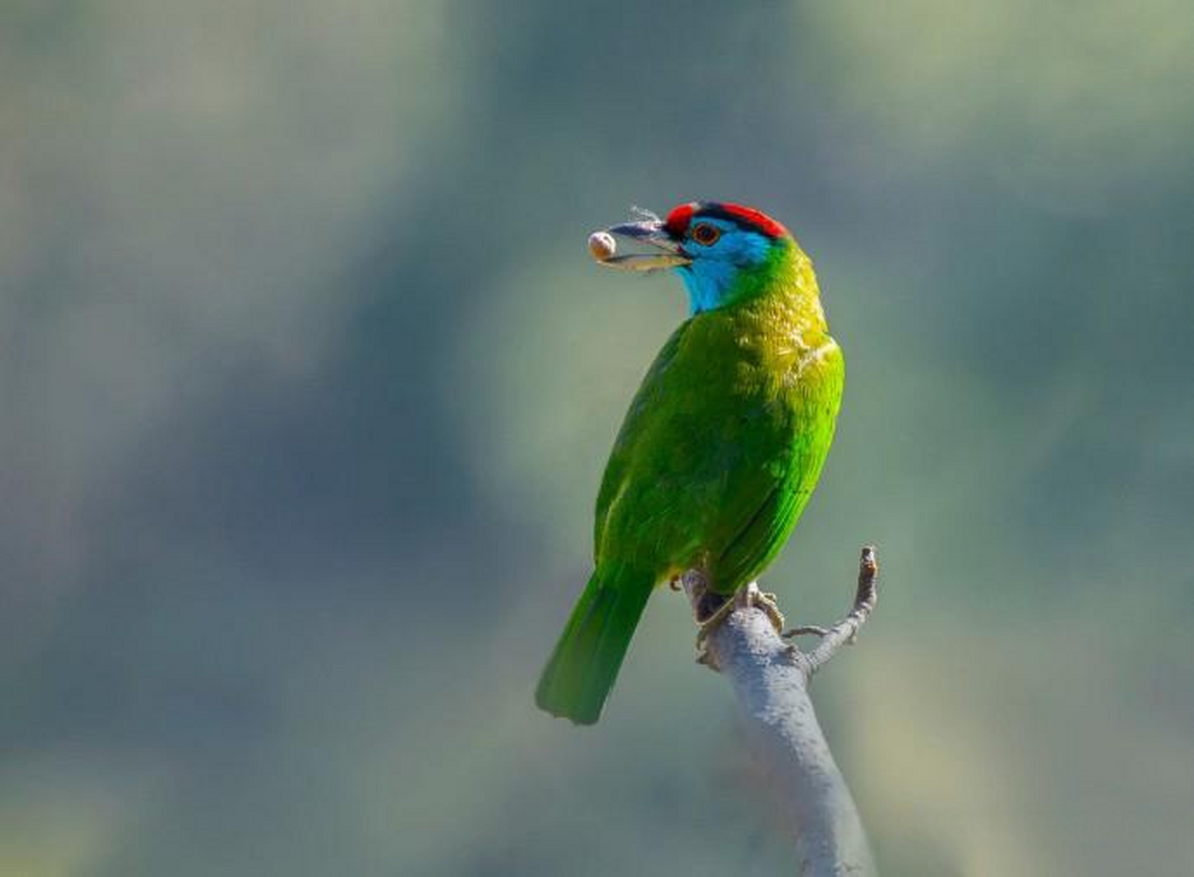 【小鸟主题摄影作品】 摄影师:ehtasham ul haq