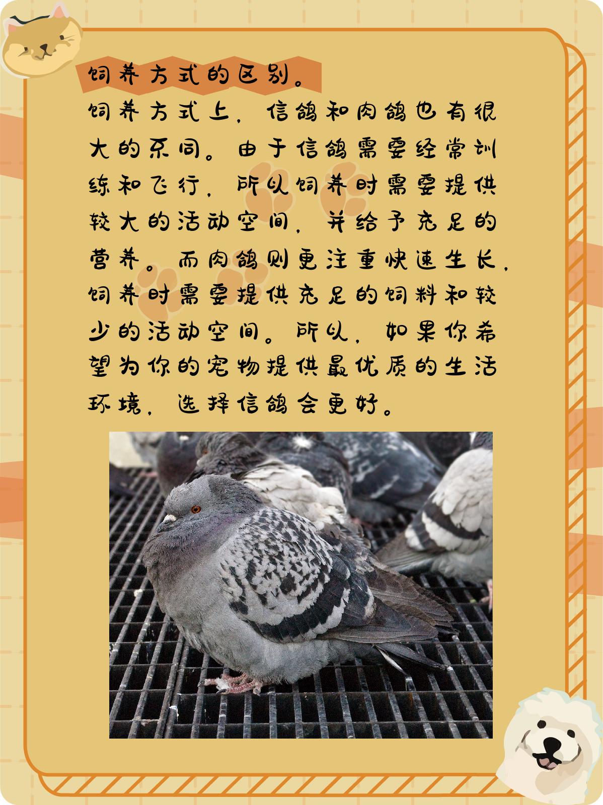 从外观上看,信鸽和肉鸽也有很大的差异.