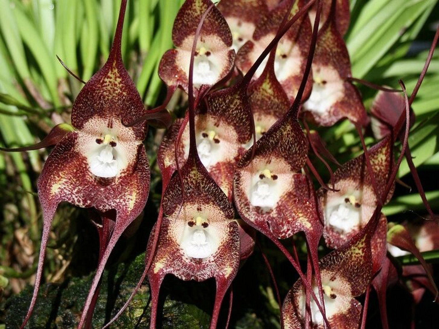 每日一花|猴面小龙兰 猴面小龙兰:别名猴脸兰花,兰科,小龙兰属小型附