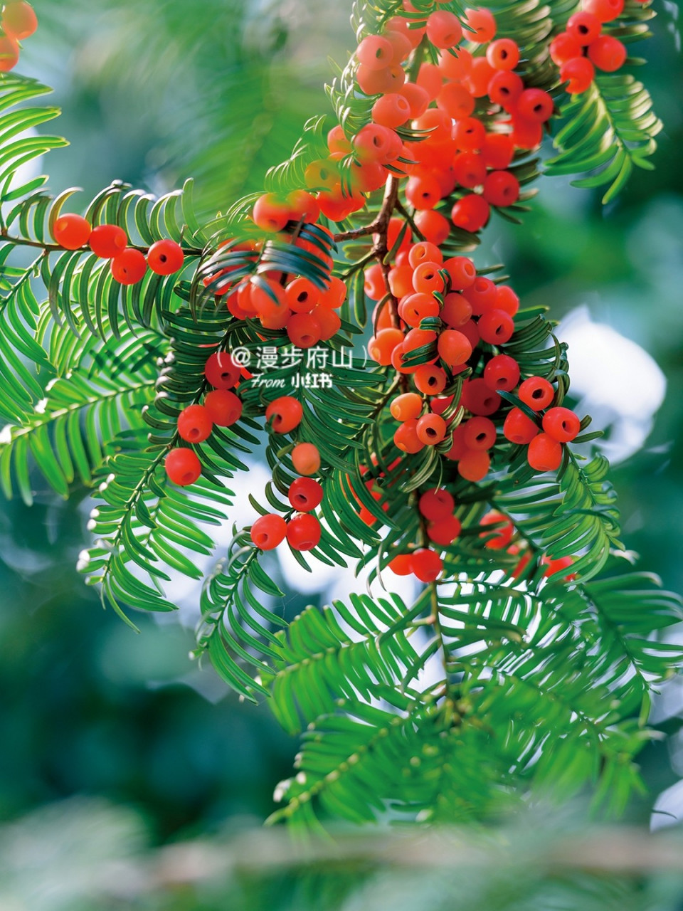红豆杉(多图) 是世界上公认濒临灭绝的天然珍稀抗癌植物,已有250万年