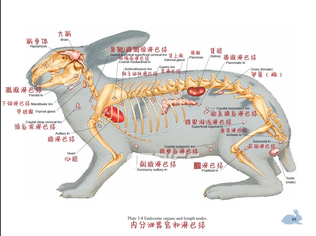 家兔解剖结构图图片