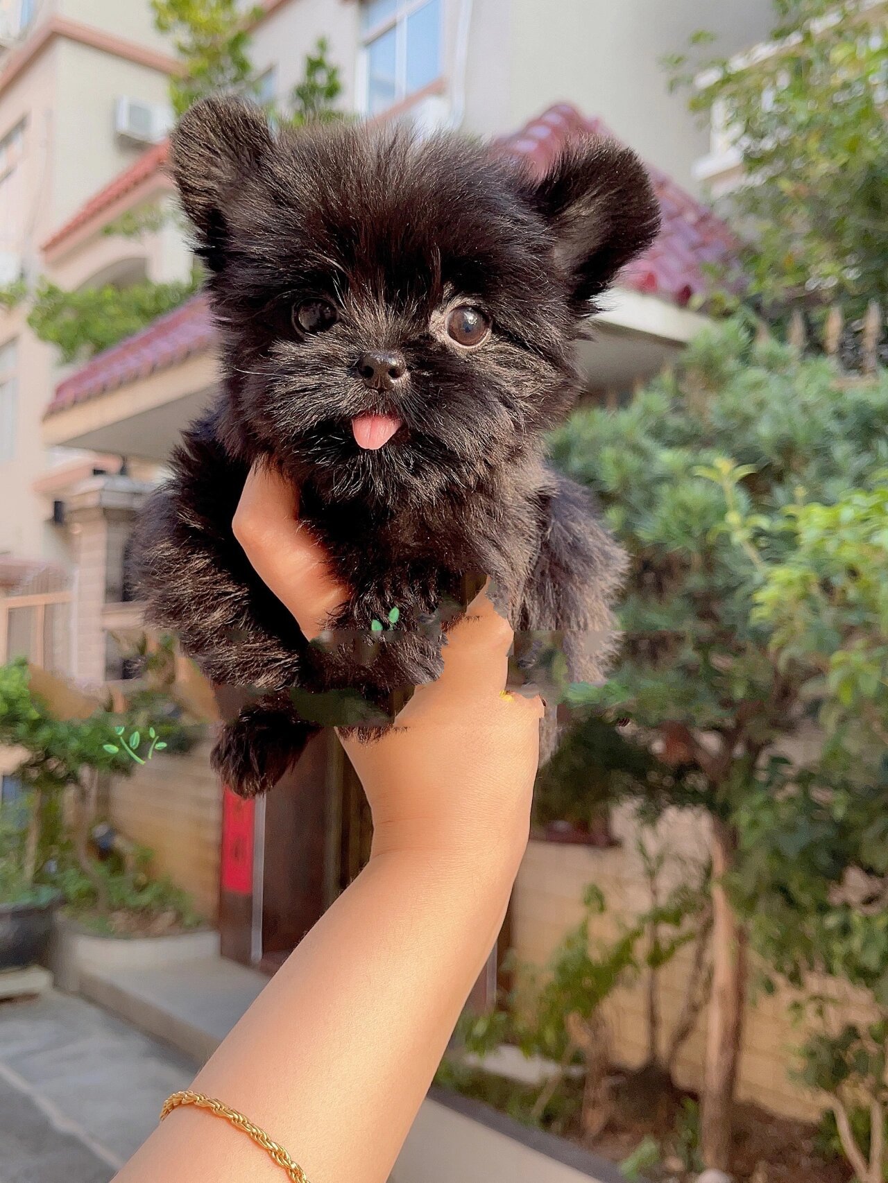 你没见过的全黑约克夏