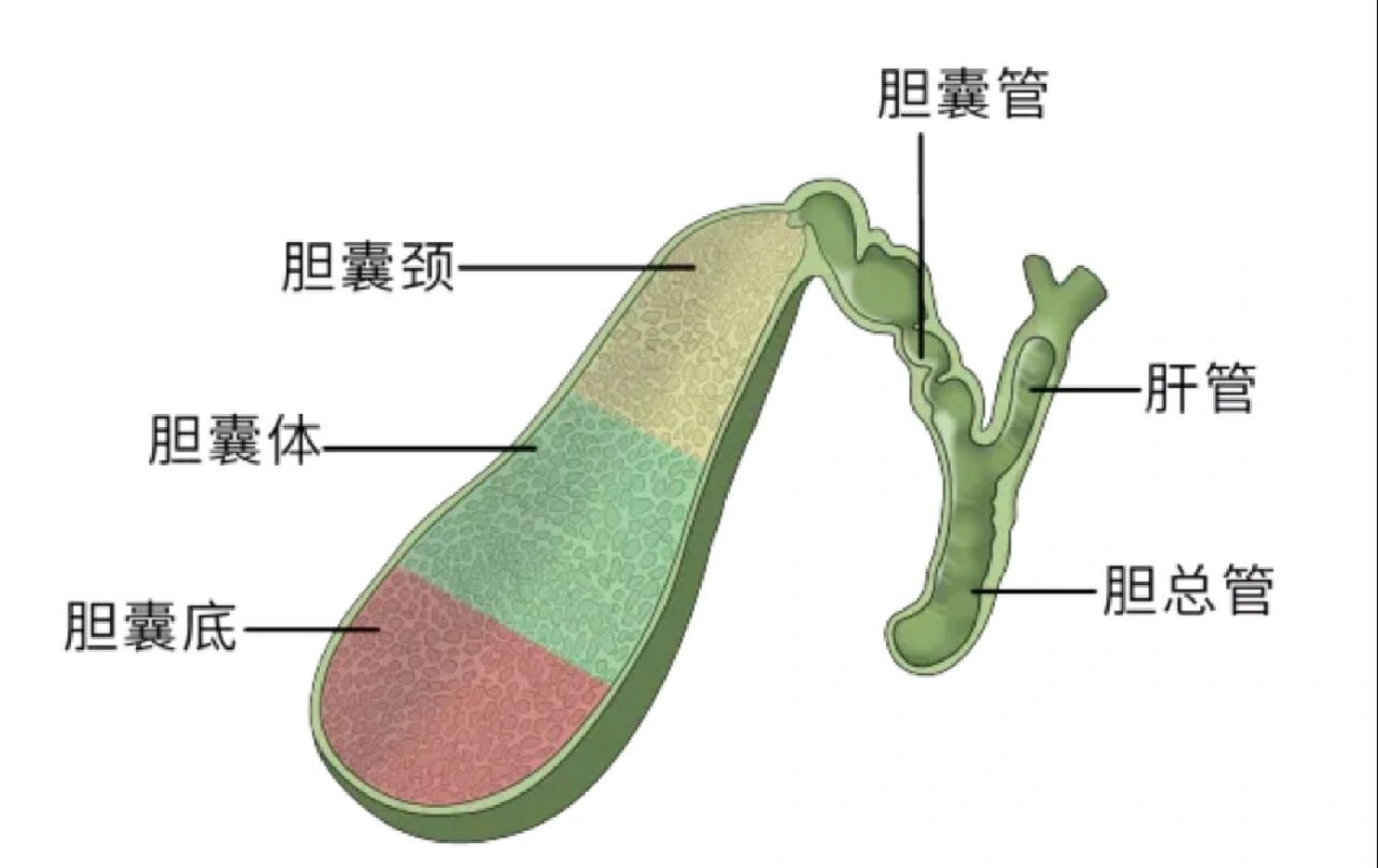 胆囊解剖图,好看,直观