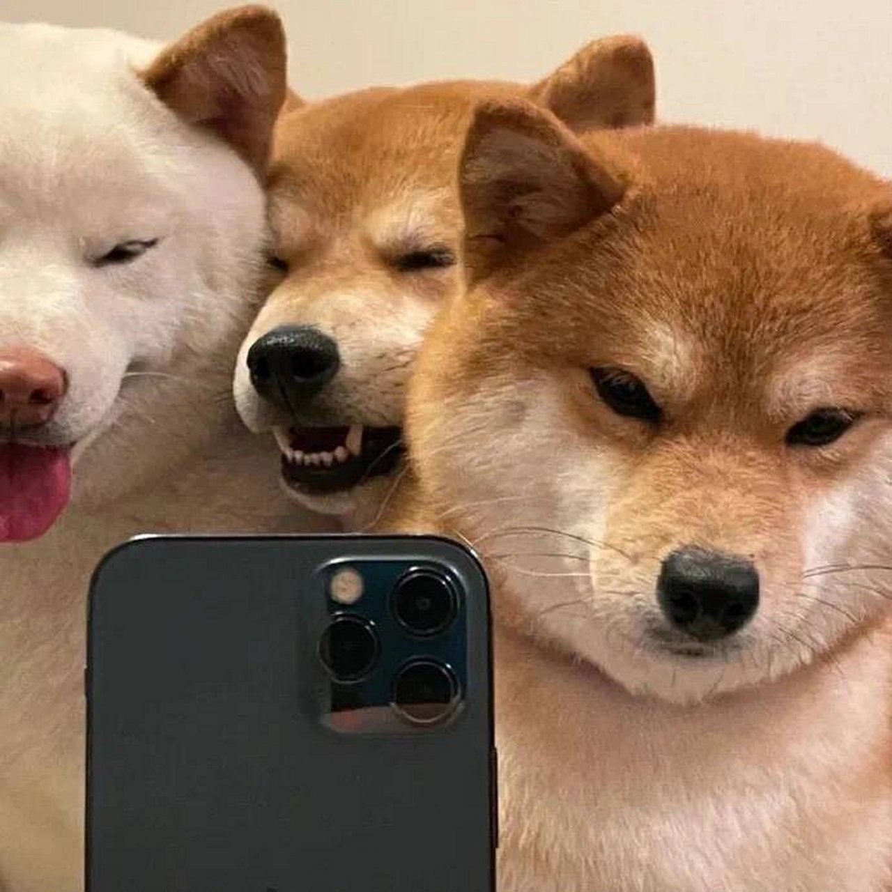 三人动物头像一人一张图片