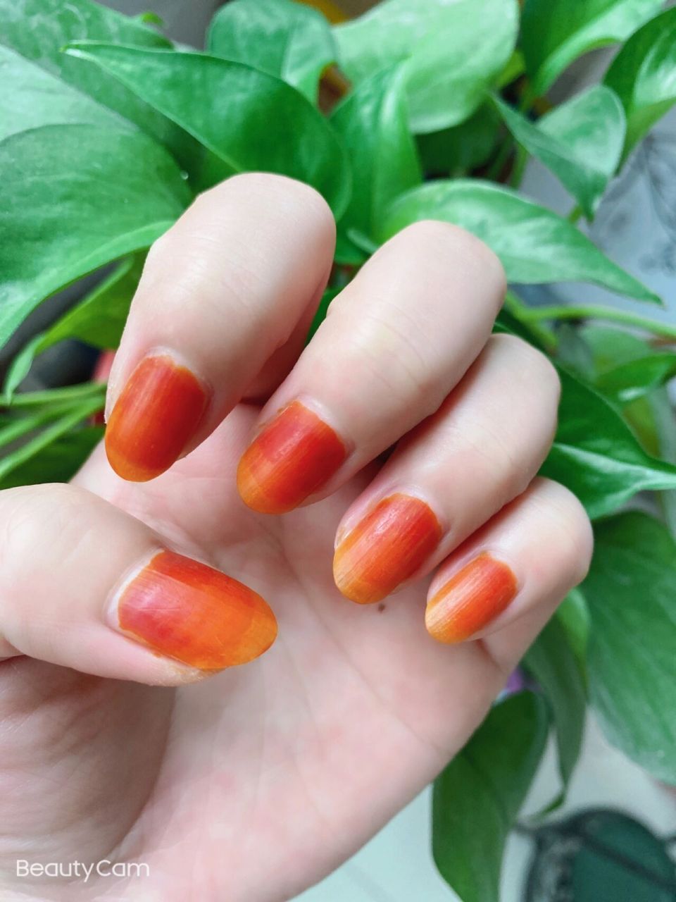 凤仙花粉染指甲两个小时 ,效果不错哦# 美甲