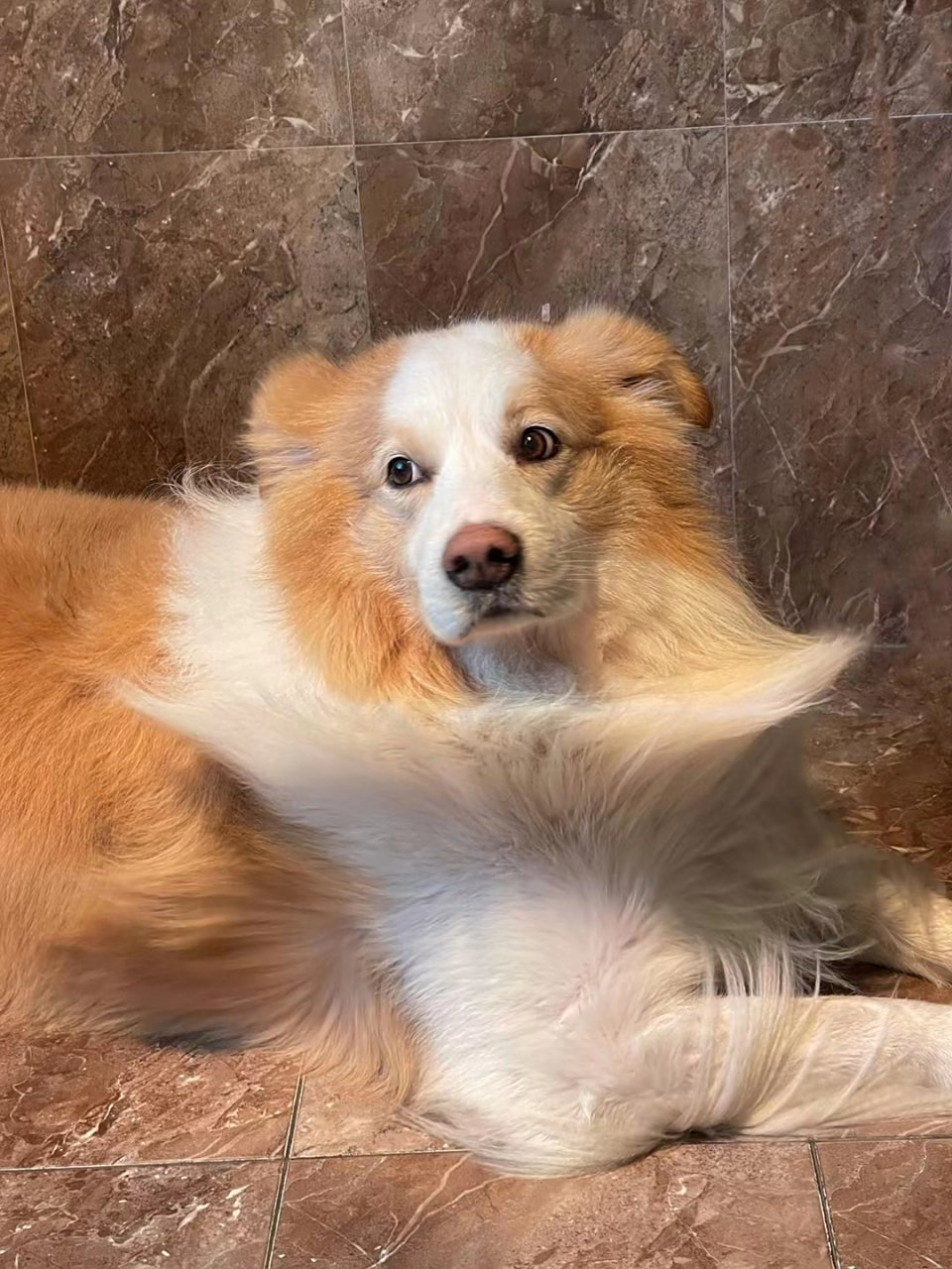 它的作用在于扩增褐黑素并且抑制真黑色素的形成,所以一只黄白边牧