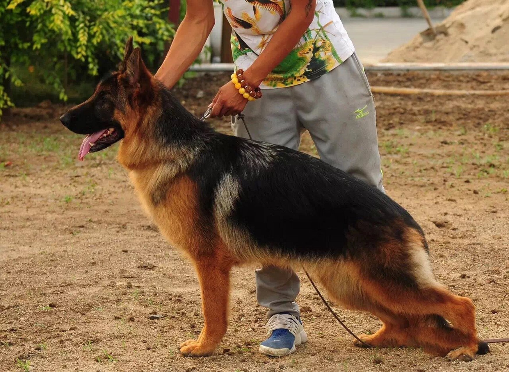 德牧幼犬不同阶段的毛色变化 德牧刚出生的时候几乎是全黑色 一个月