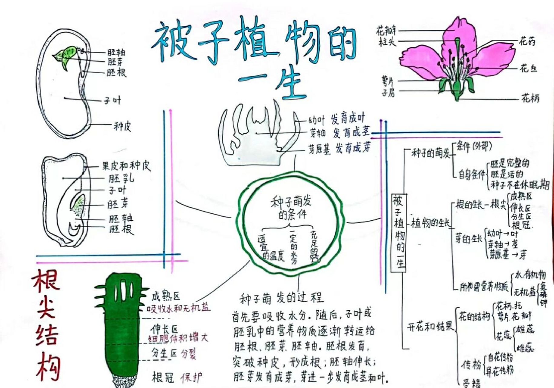 被子植物的一生手抄报9292