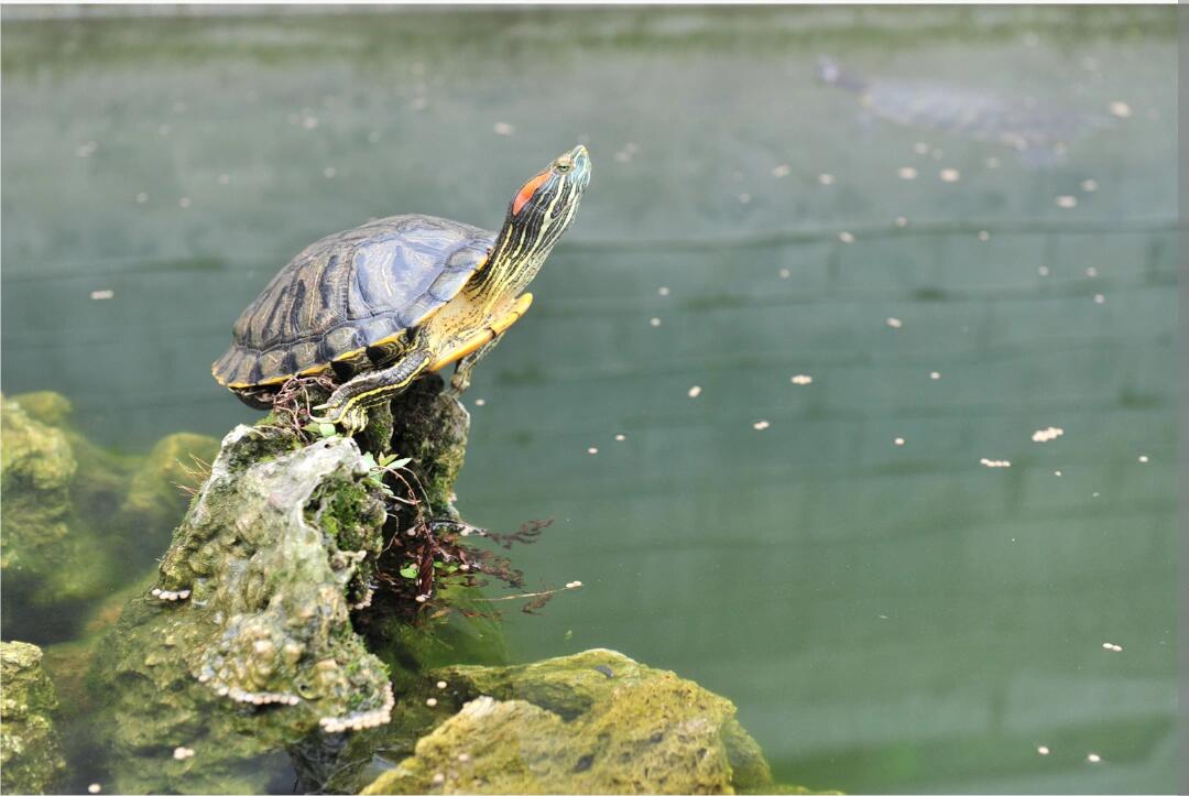巴西龟能一直泡在水里吗,什么水位合适02