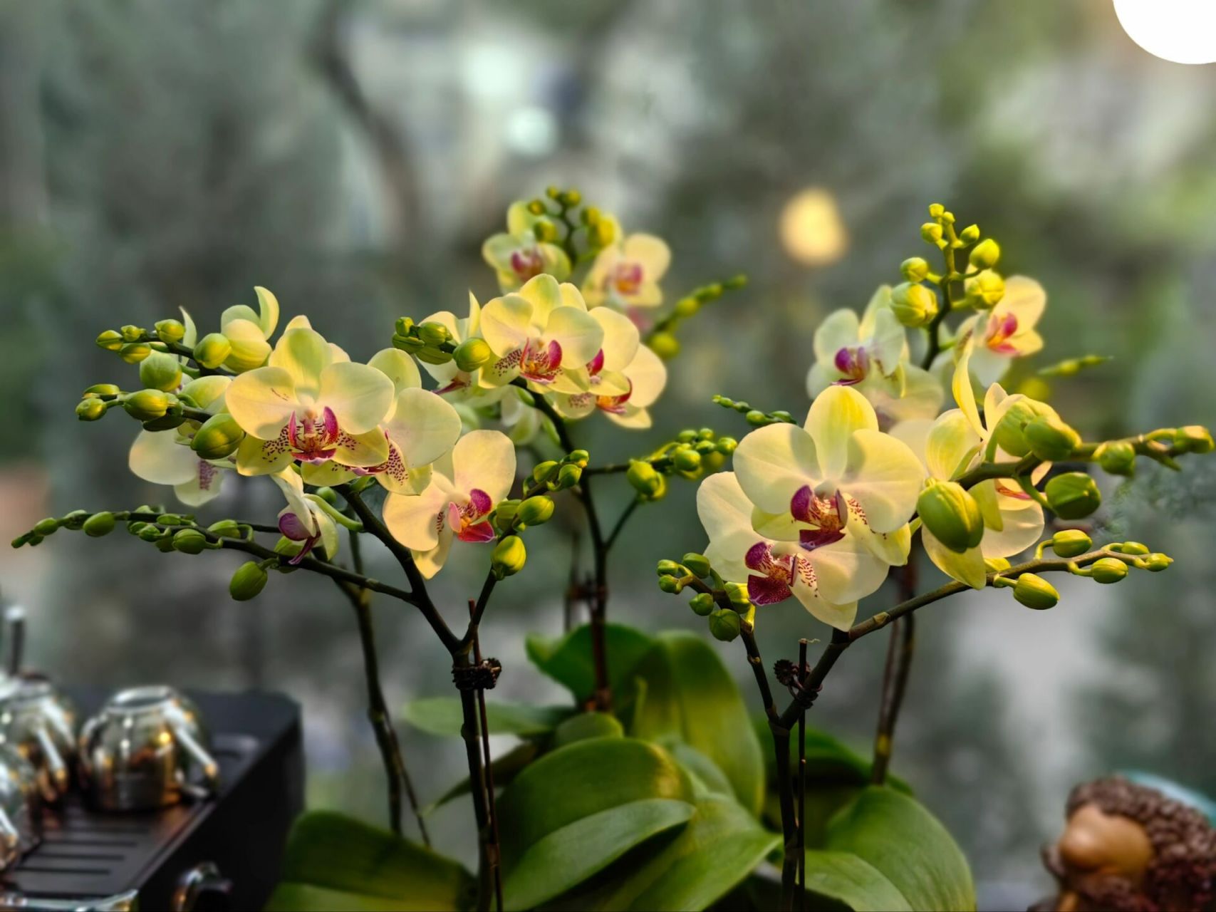 【绿熊】蝴蝶兰新品-无锡花店 【绿熊】新品,6枝花剑蝴蝶兰,花量大