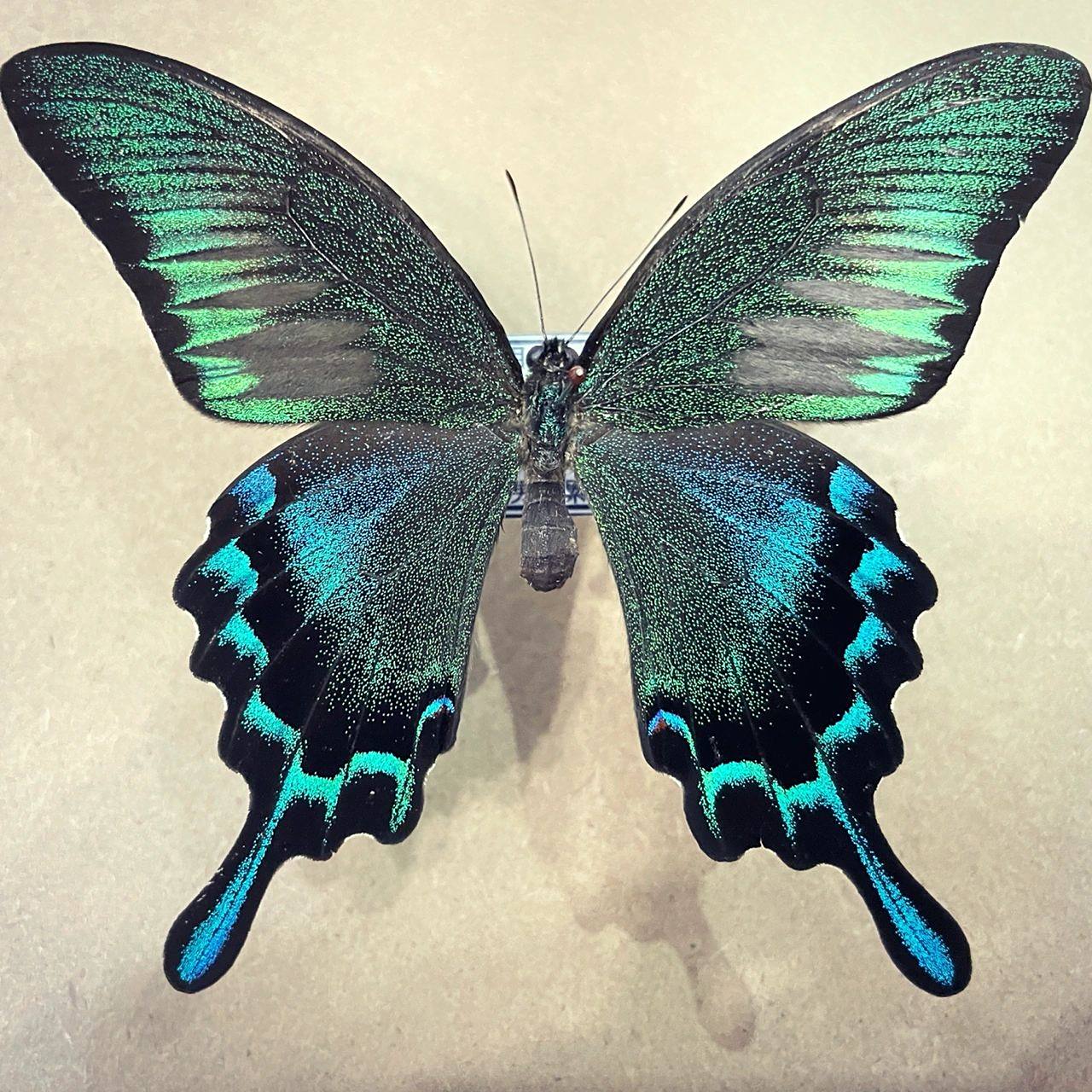 蝴蝶标本-凤蝶篇 德氏翠凤蝶,一种和绿带翠凤蝶很像的蝴蝶,是近些年来