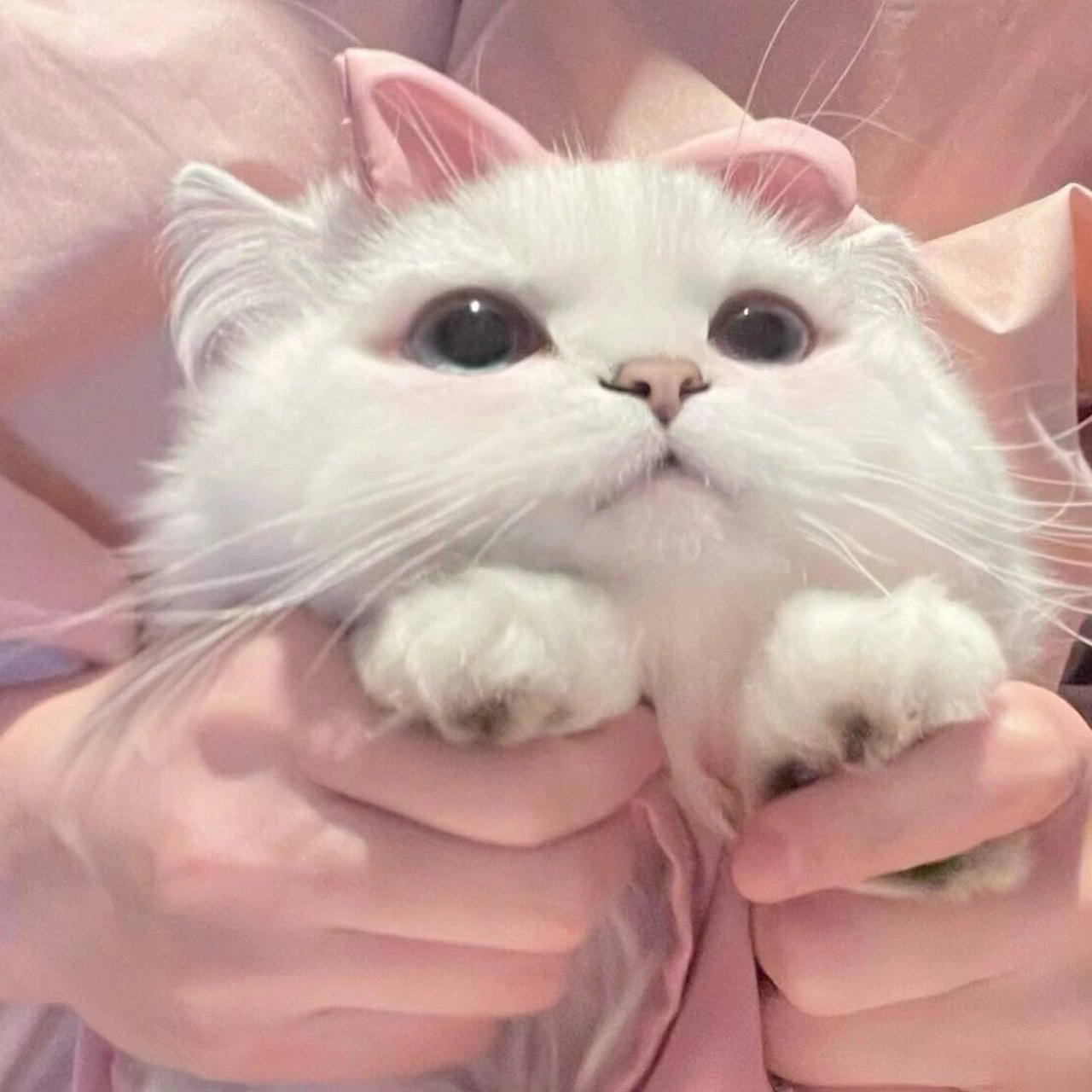 搞笑 可爱咪 猫咪头像