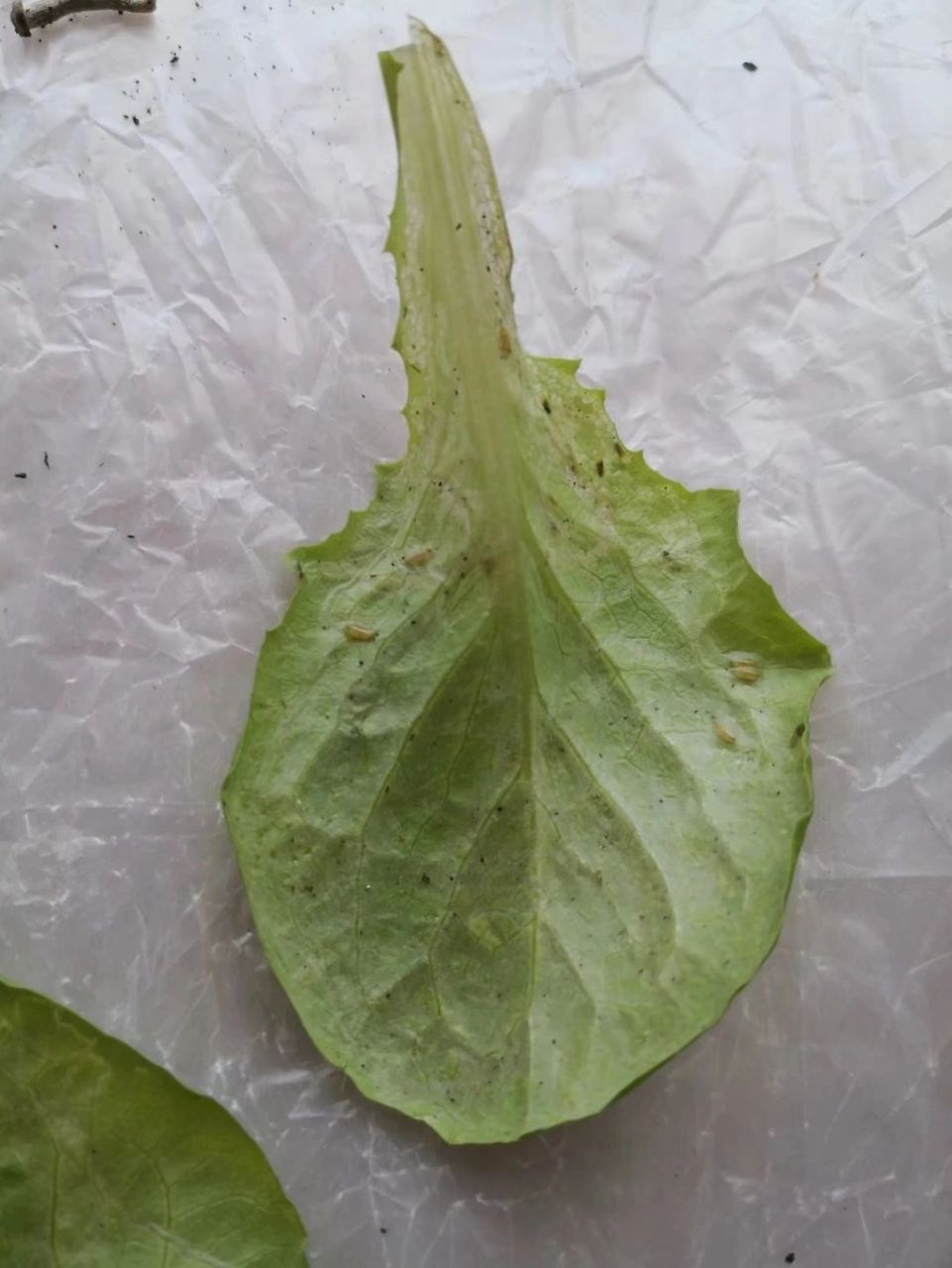 生菜(潜叶蝇) 听说生菜无虫害,我才选择种生菜的,可是这虫子比青虫还