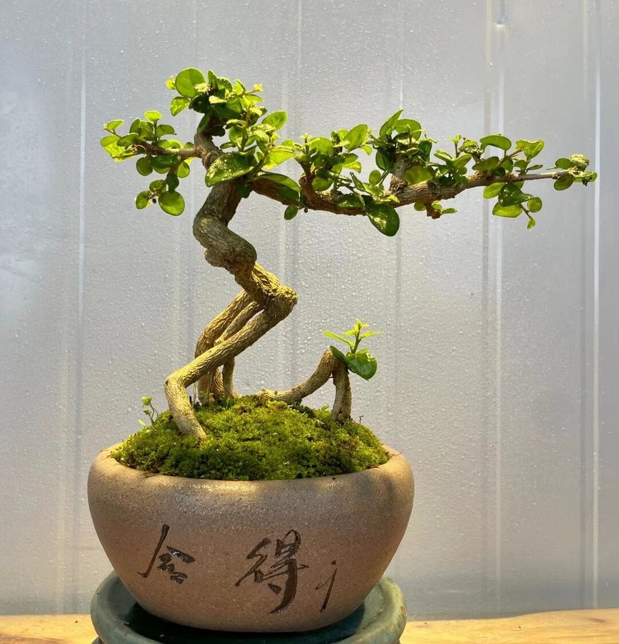 每日认识一种盆栽(1)海南博兰 一手托茶台小品:【78海南博兰00】