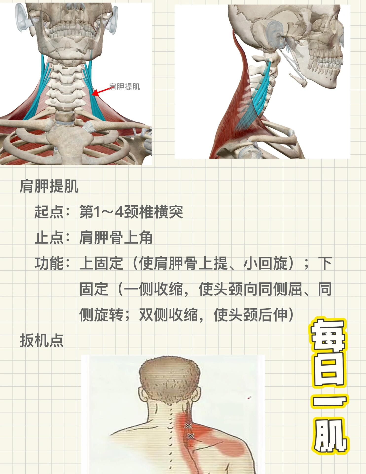 肩胛提肌和斜方肌位置图片