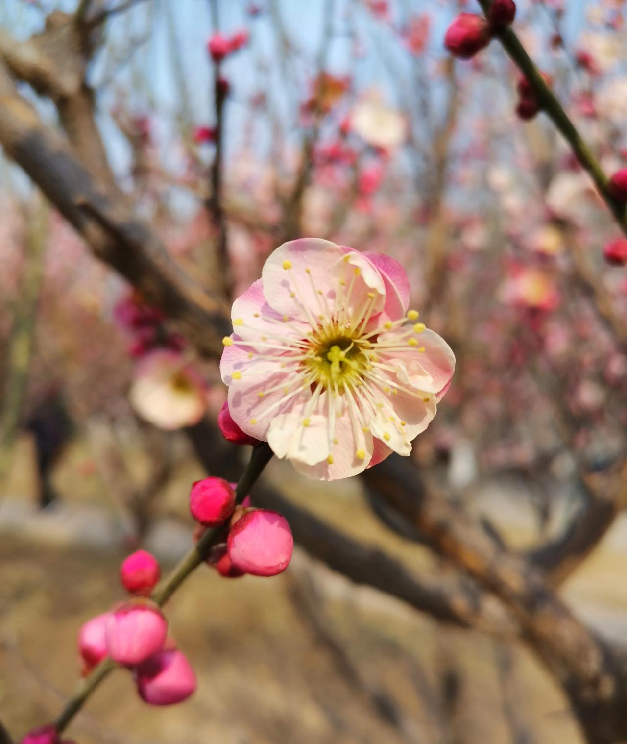 梅花的花期图片