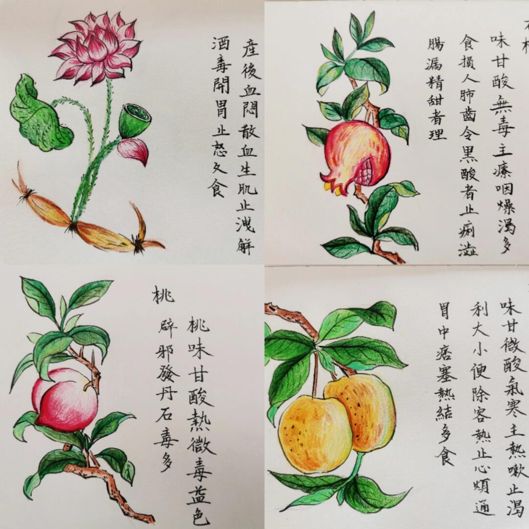彩铅手绘——食物本草合辑