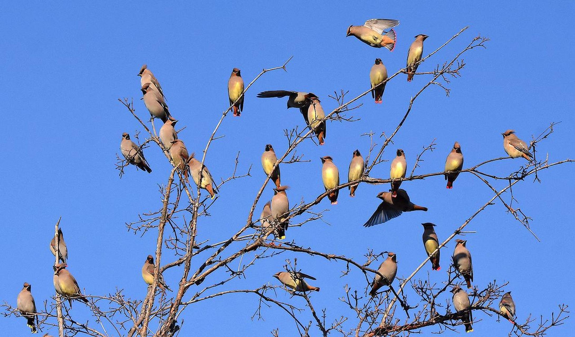 两鸟在林,不如一鸟在手.