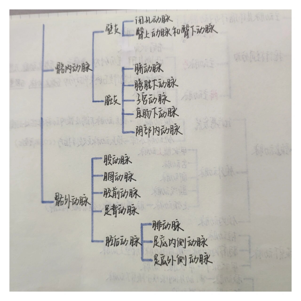 主动脉分支思维导图图片