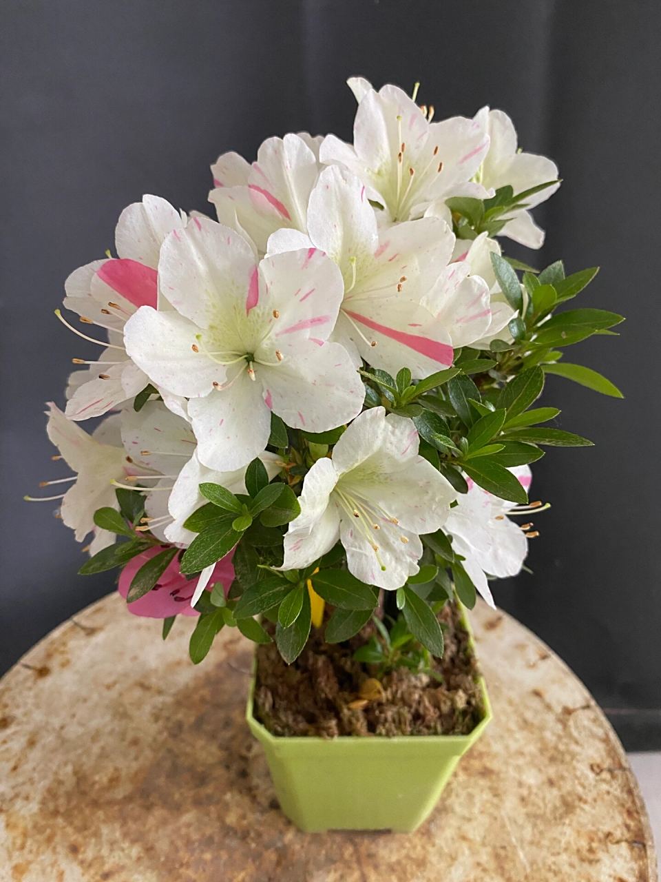 皋月杜鹃:明美之月