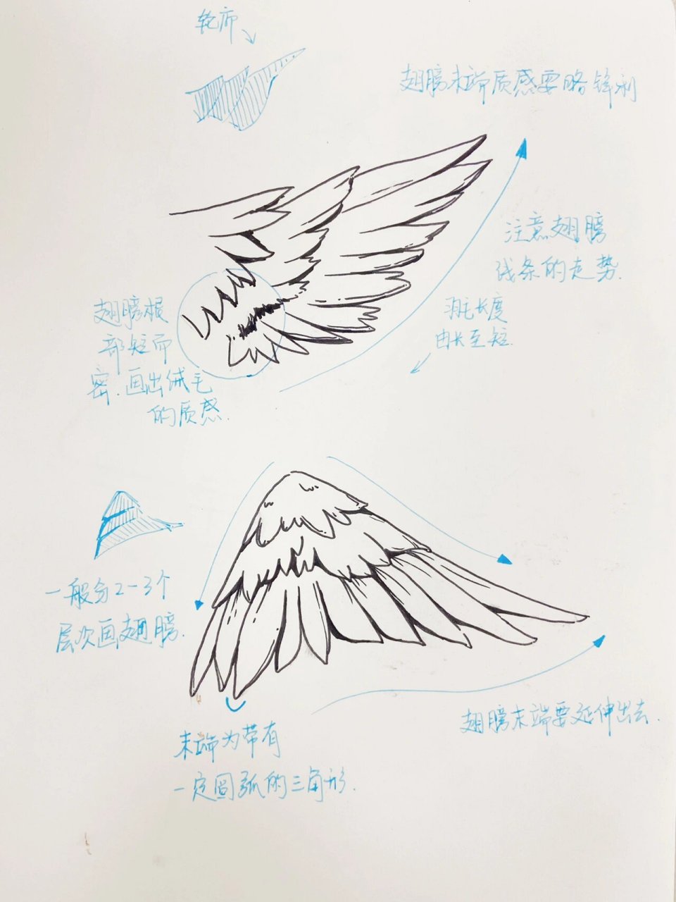 视觉传达手绘素材分析之翅膀 鸟类是视觉传达考研手绘常用的素材,对于