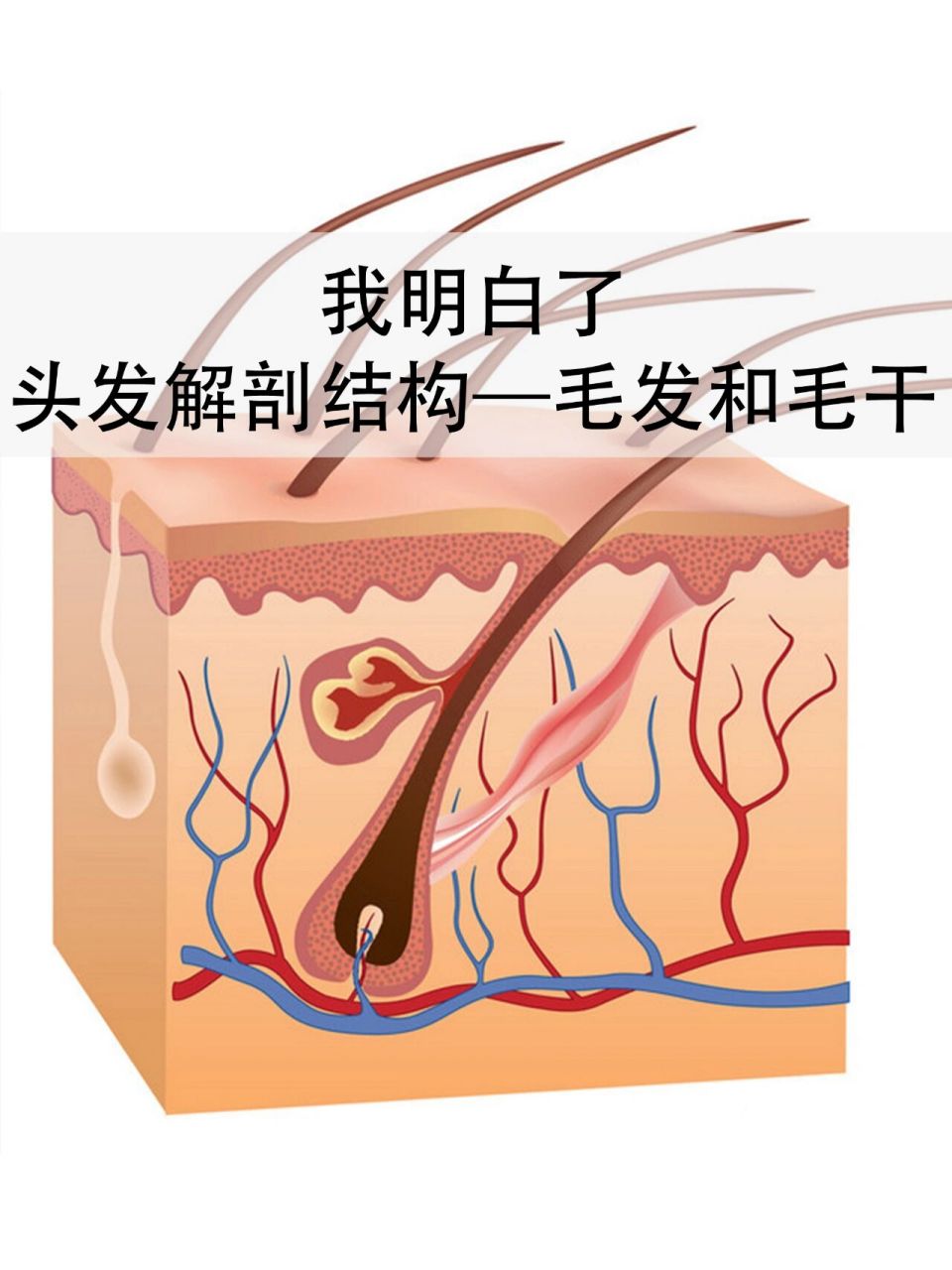 头发解剖结构—毛干和毛根 1,毛干是死的,在头皮以上部分,毛根是活的