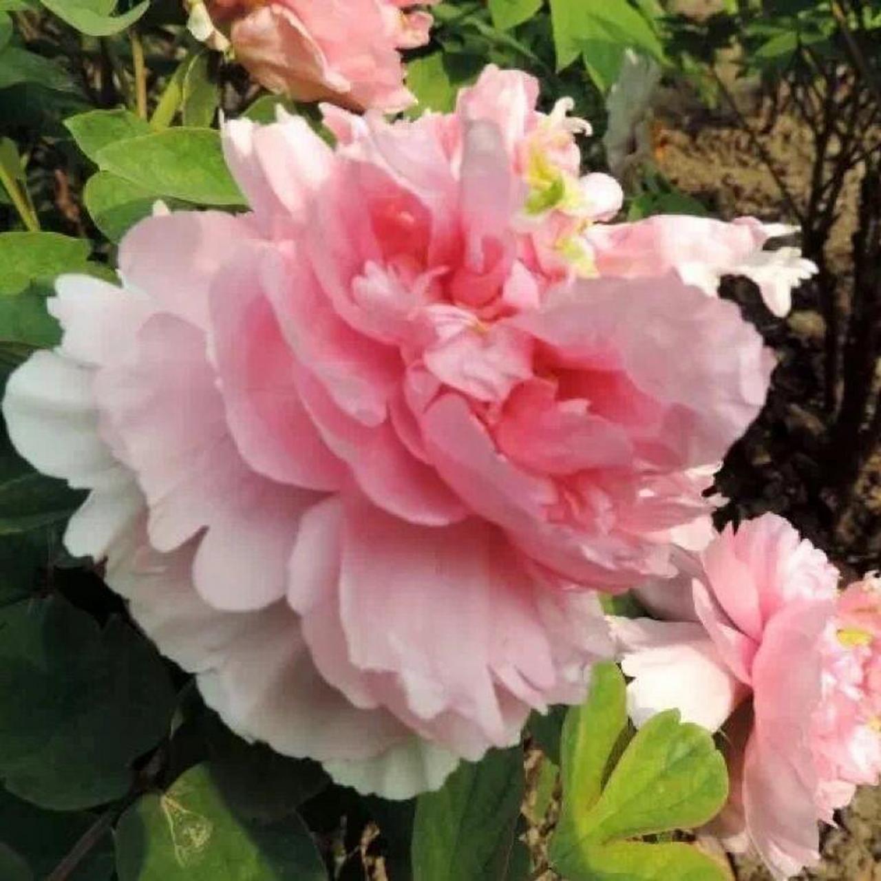 每天了解一个牡丹品种【贵妃插翠】 中原名品,花色为粉红色,花型台阁