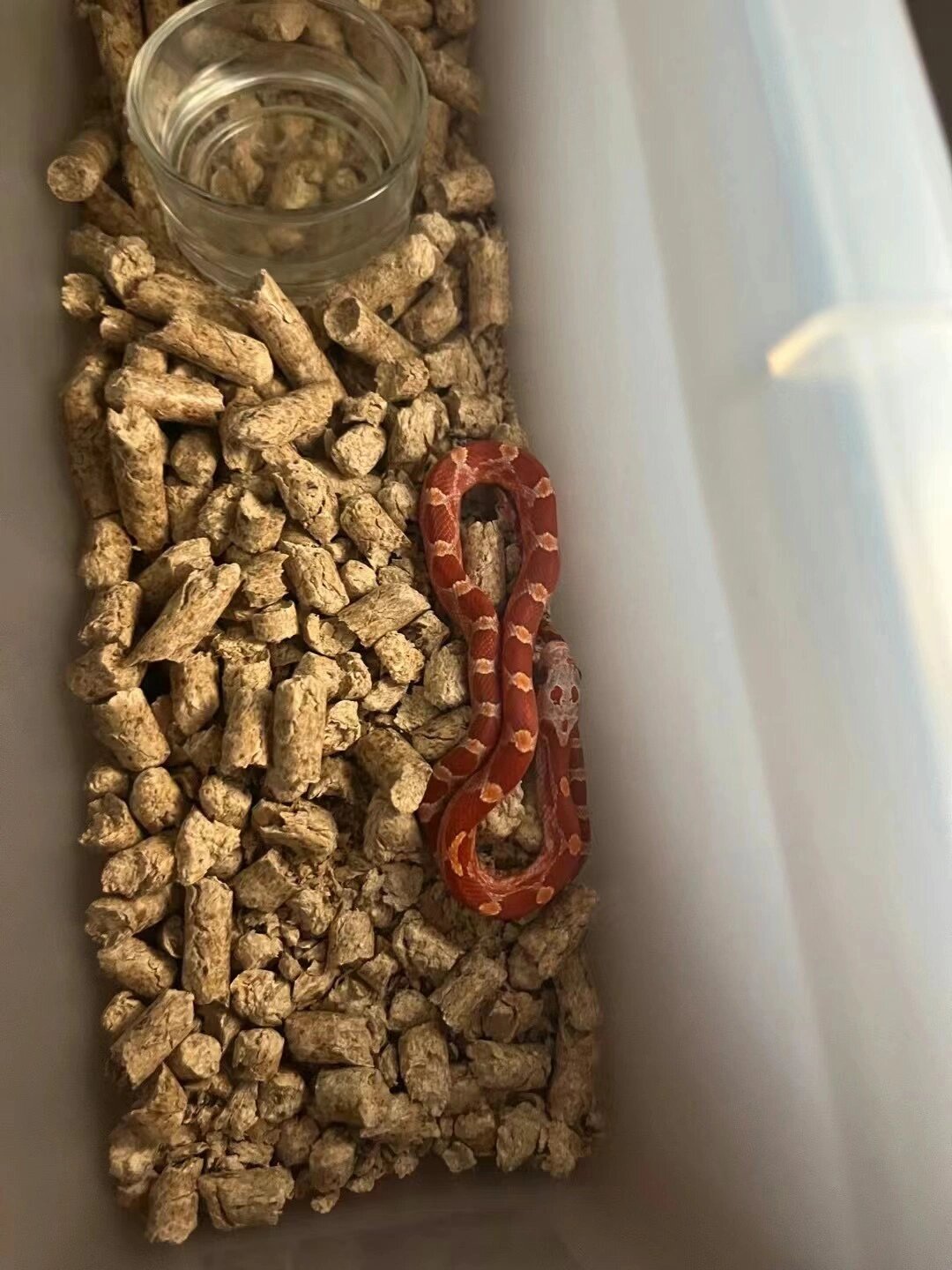 淡黑血红玉米蛇,图三成体参考 血红成体非常漂亮!368/1