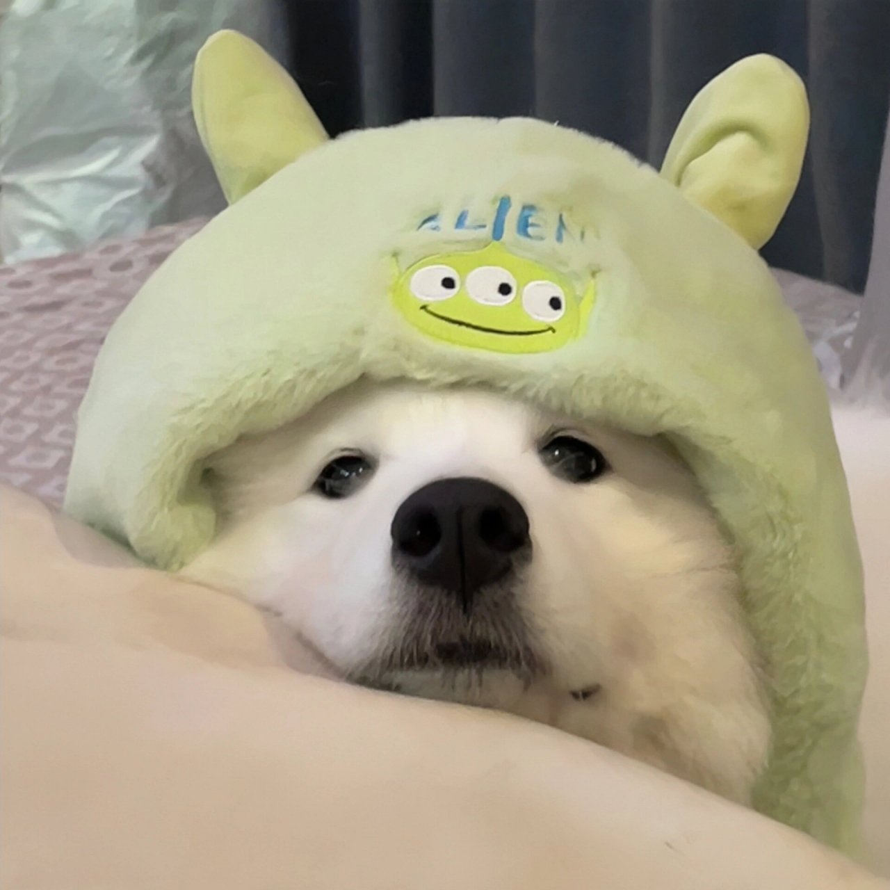 绿绿的情侣头像,可爱狗狗萨摩耶呜呜呜