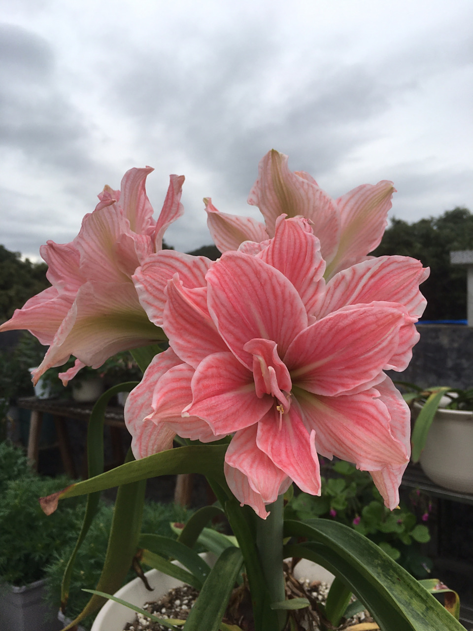 朱顶红/甜蜜妮芙复花 前段时间下雨的时候复花了,但是没心情,没空拍