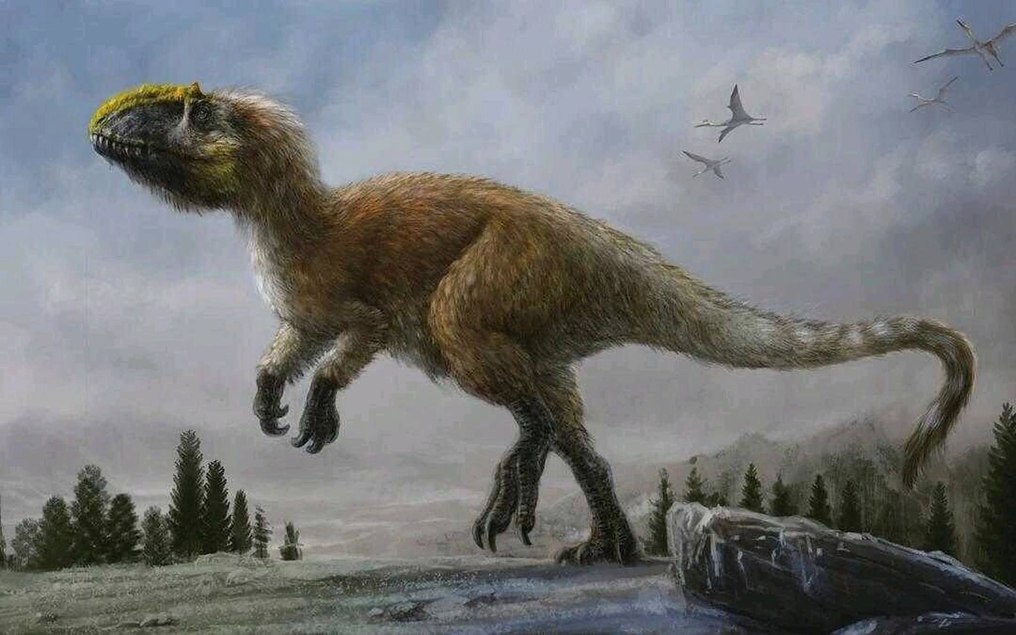 今日恐龙科普|华丽羽王龙(羽暴龙) 华丽羽王龙(yutyrannus huali) 长