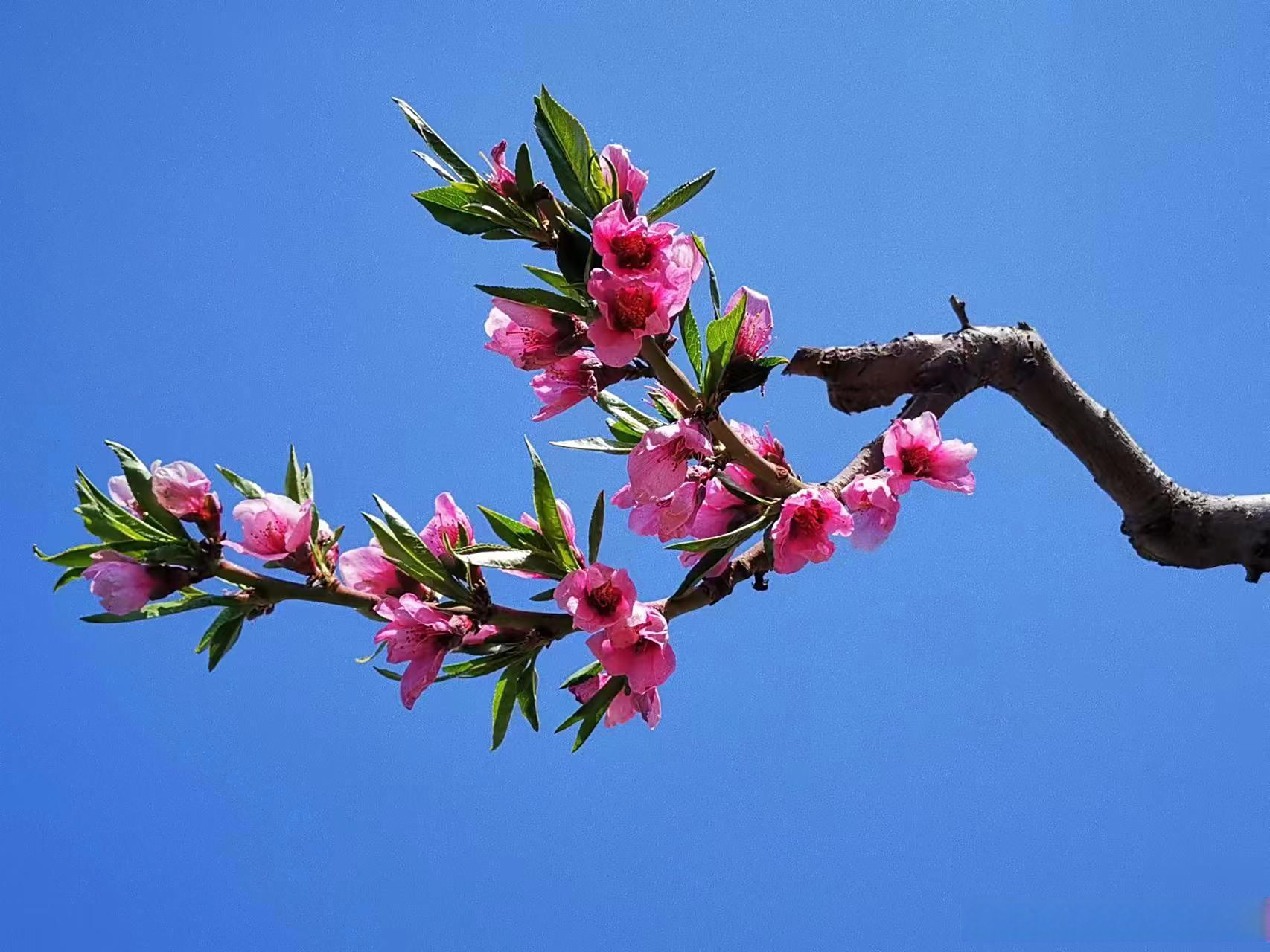 2023年4月26日,桃花开了的样子,让人向往从前安宁区蒋大为演唱会的