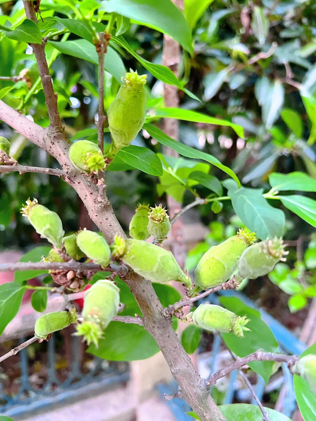 腊梅花果实图片图片