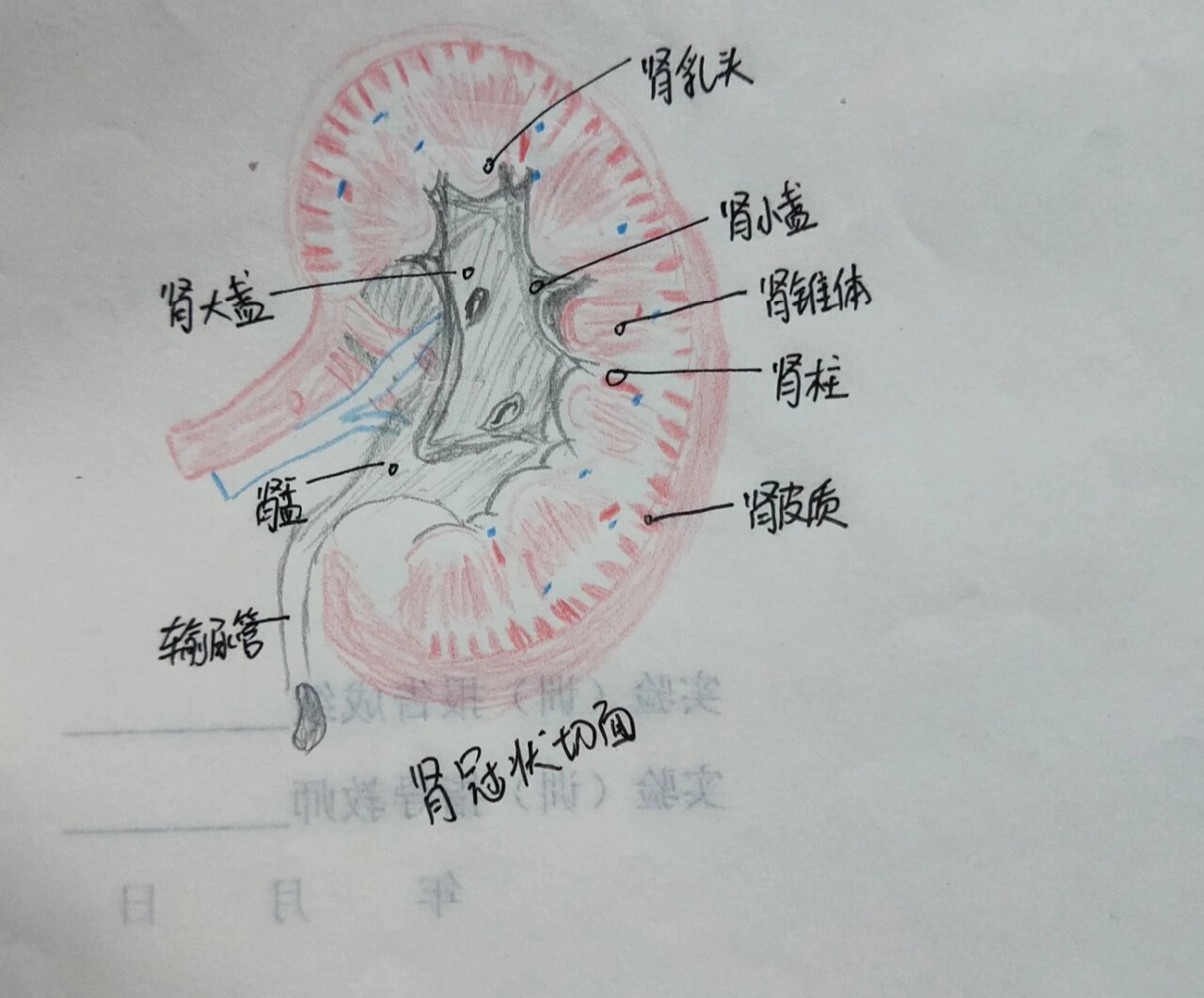 肾的冠状切面图片