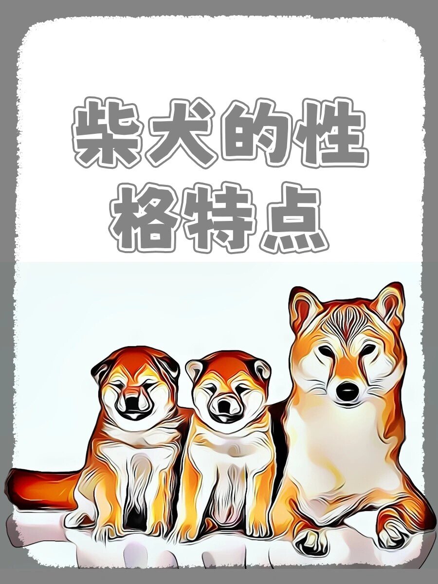 柴犬智商排名图片