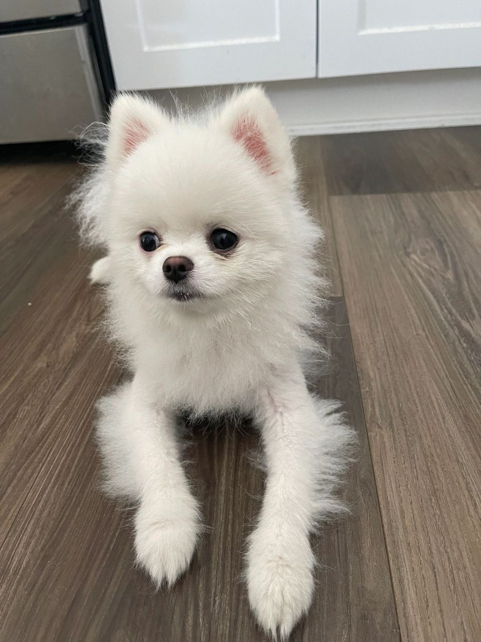 宝藏经验:如何让剃毛后的小博美重新爆毛 今天带momo去剪毛,剪毛小姐