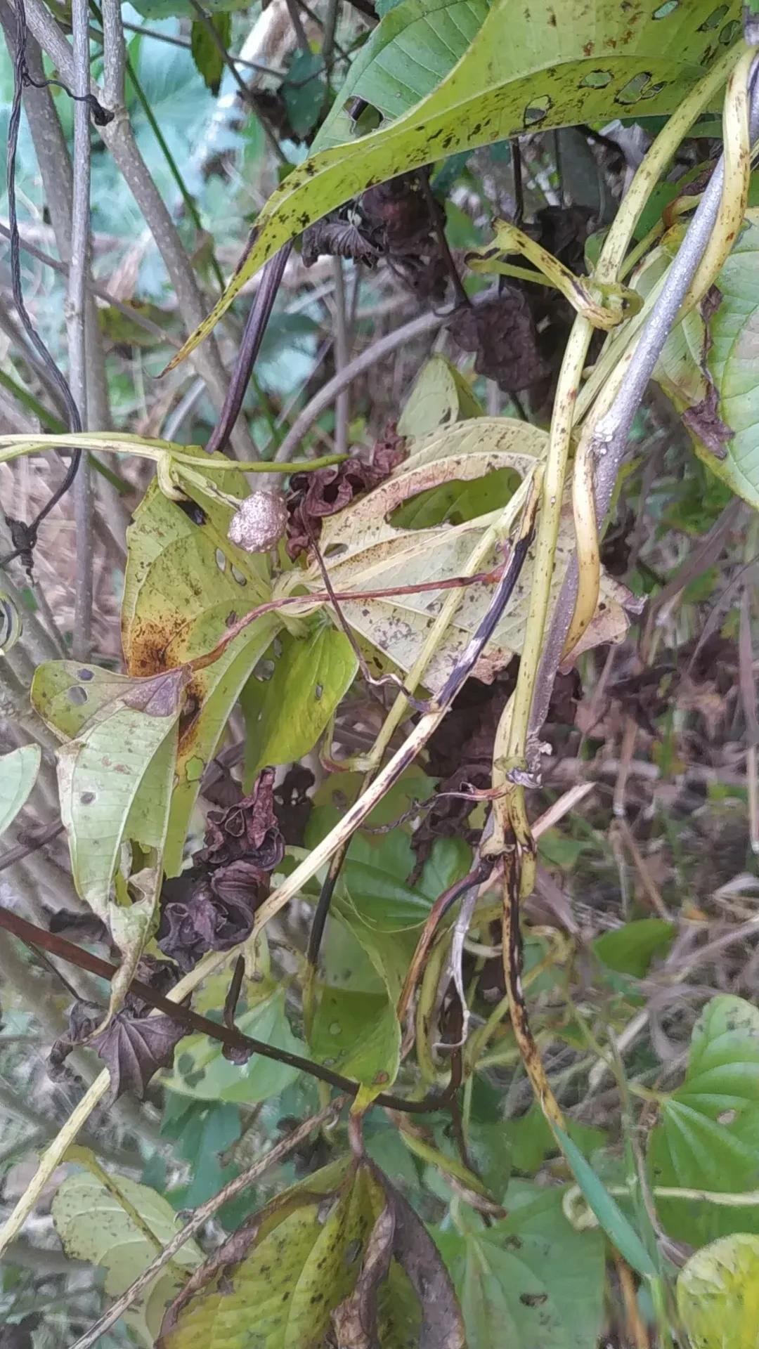 刚吃完早饭,王大爷就屁颠屁颠地跑来,说他家地岸边有几棵野山药,枝繁