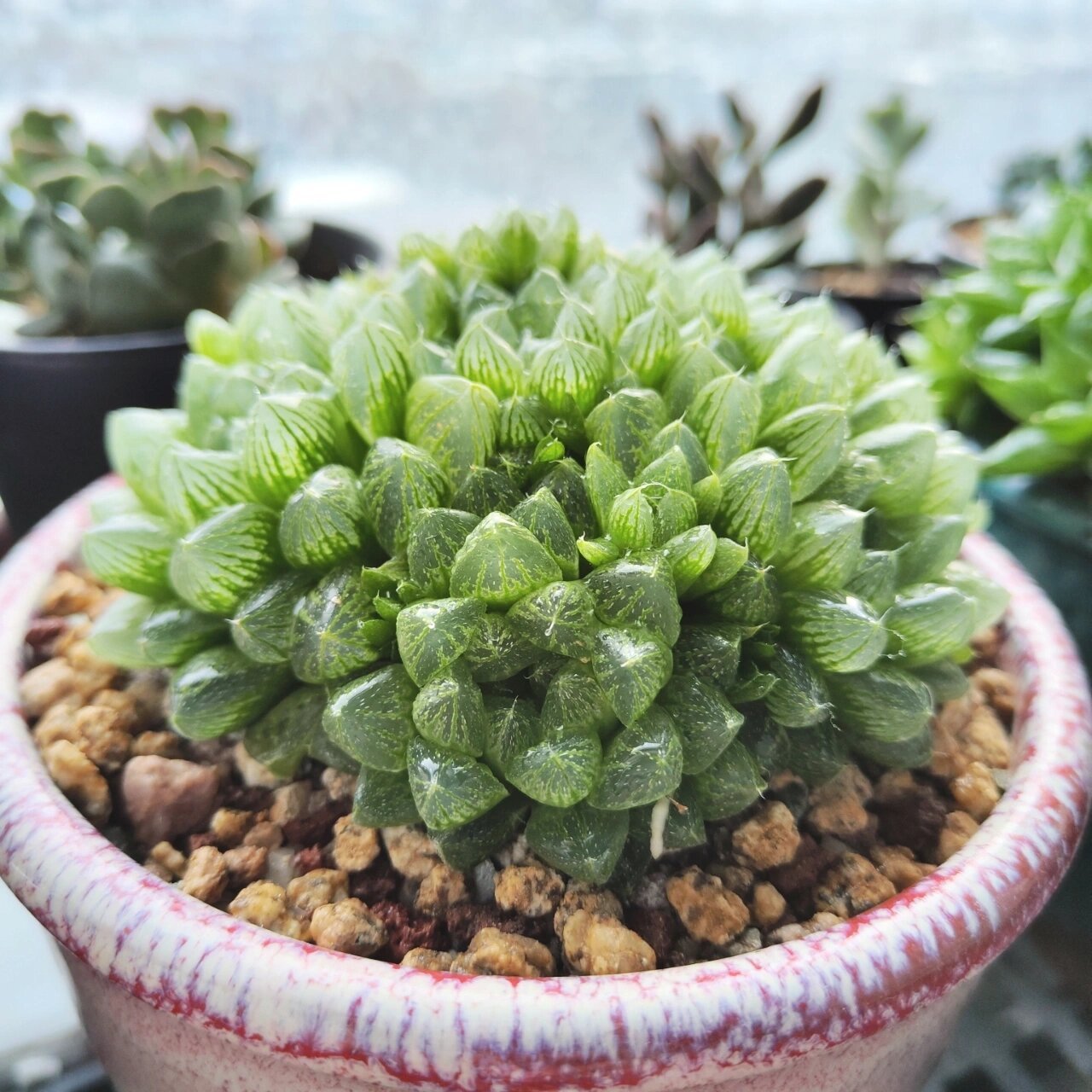 十二卷雪花玉露成长记录 跟水晶寿同一批入的小单头,两年时间长成大群