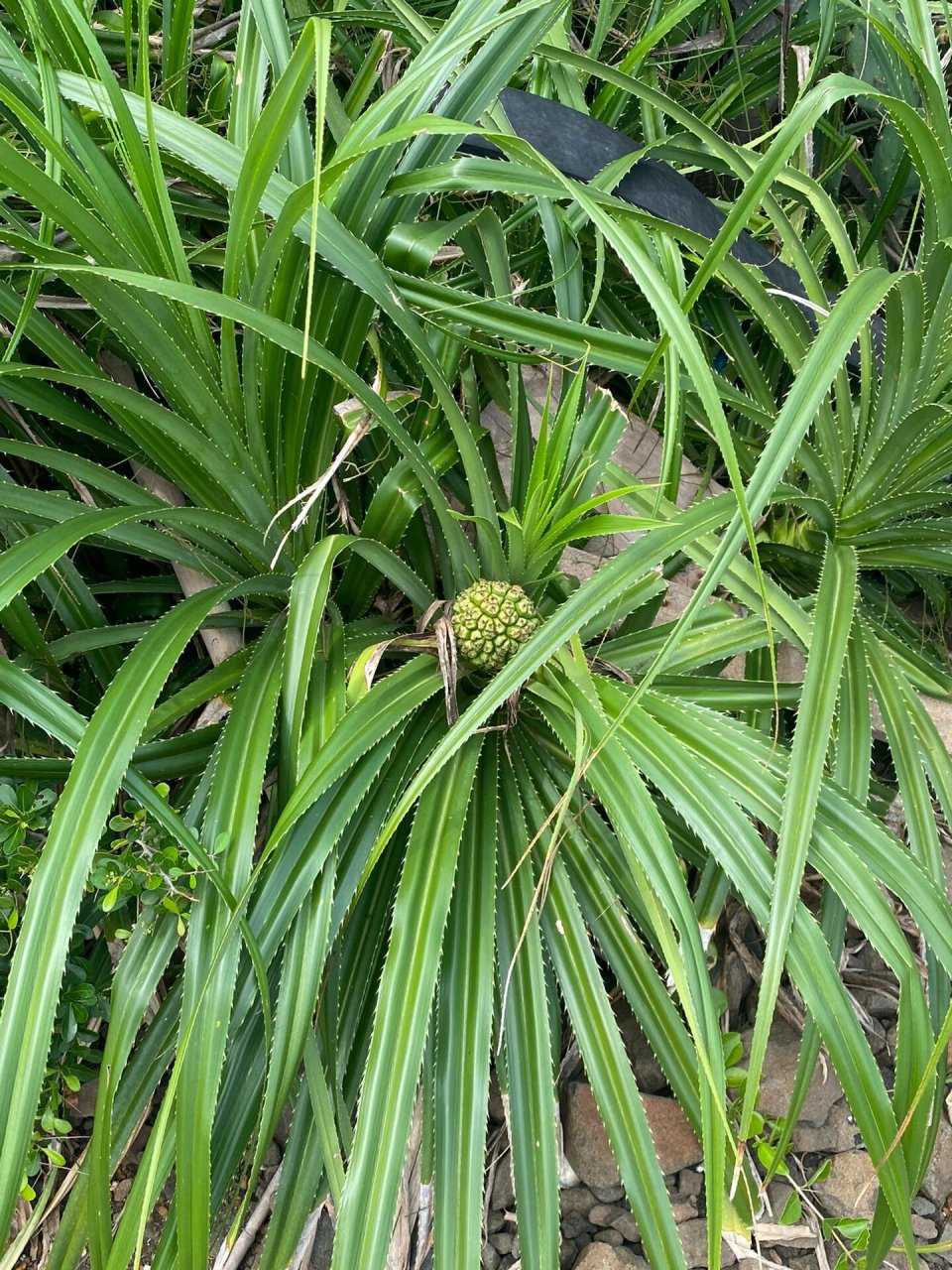 澄迈雷公岛图片