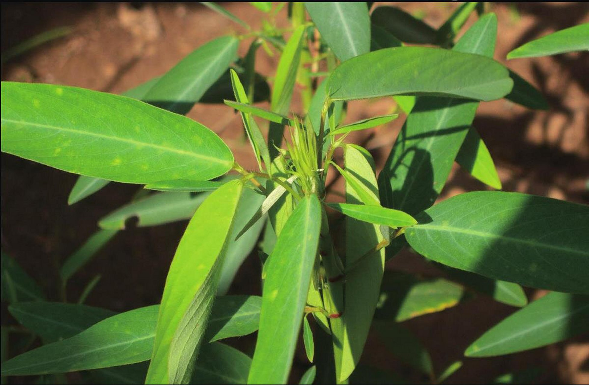 认识一种植物 01|舞草  植物名片 中文名:舞草 别称:跳舞草,情人草,无