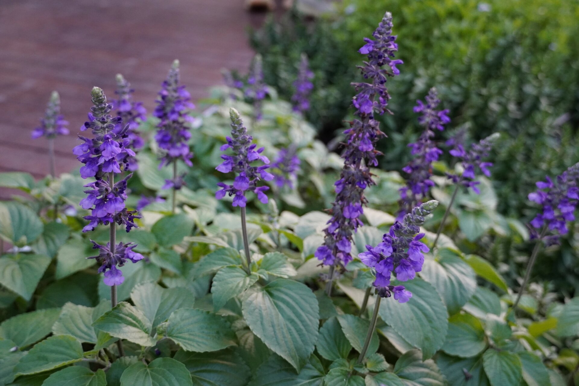 蓝霸鼠尾草〔49〕 基本信息 拉丁名: salvia big blue 唇形科,鼠尾