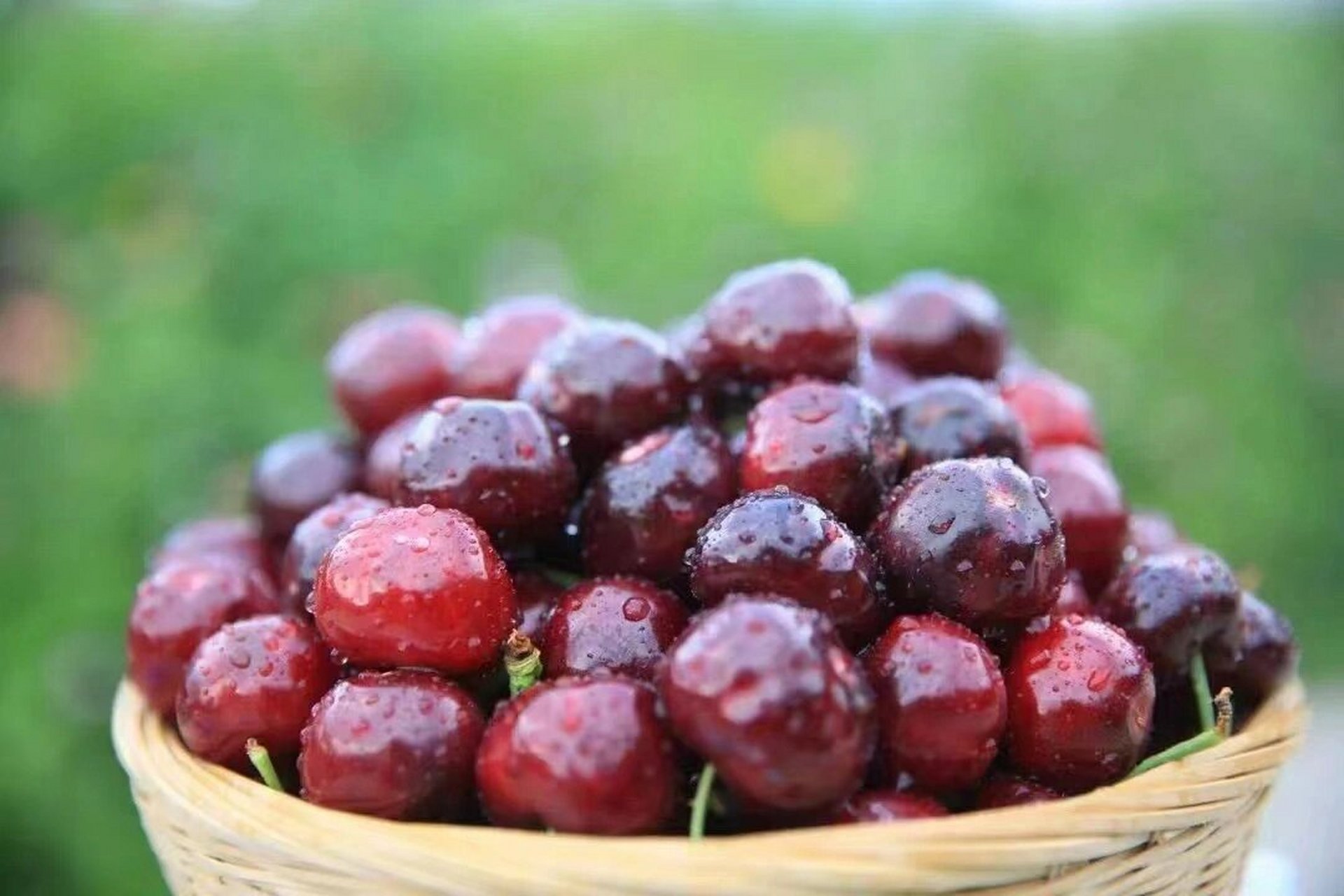 九襄高山车厘子90 这就是我们国内最大的套袋车厘子90产地.