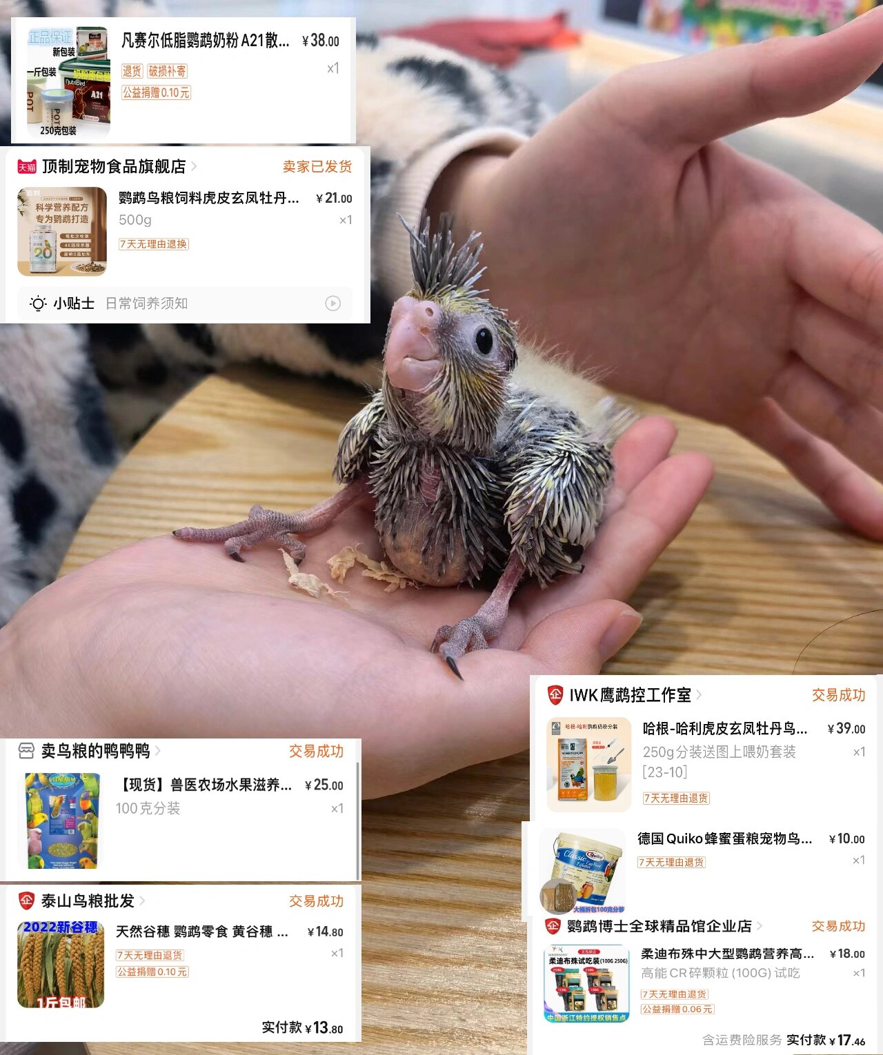 新手鹦鹉喂养必知-玄凤饮食篇 主食 雏鸟期 a21奶粉,从25天到快两个月