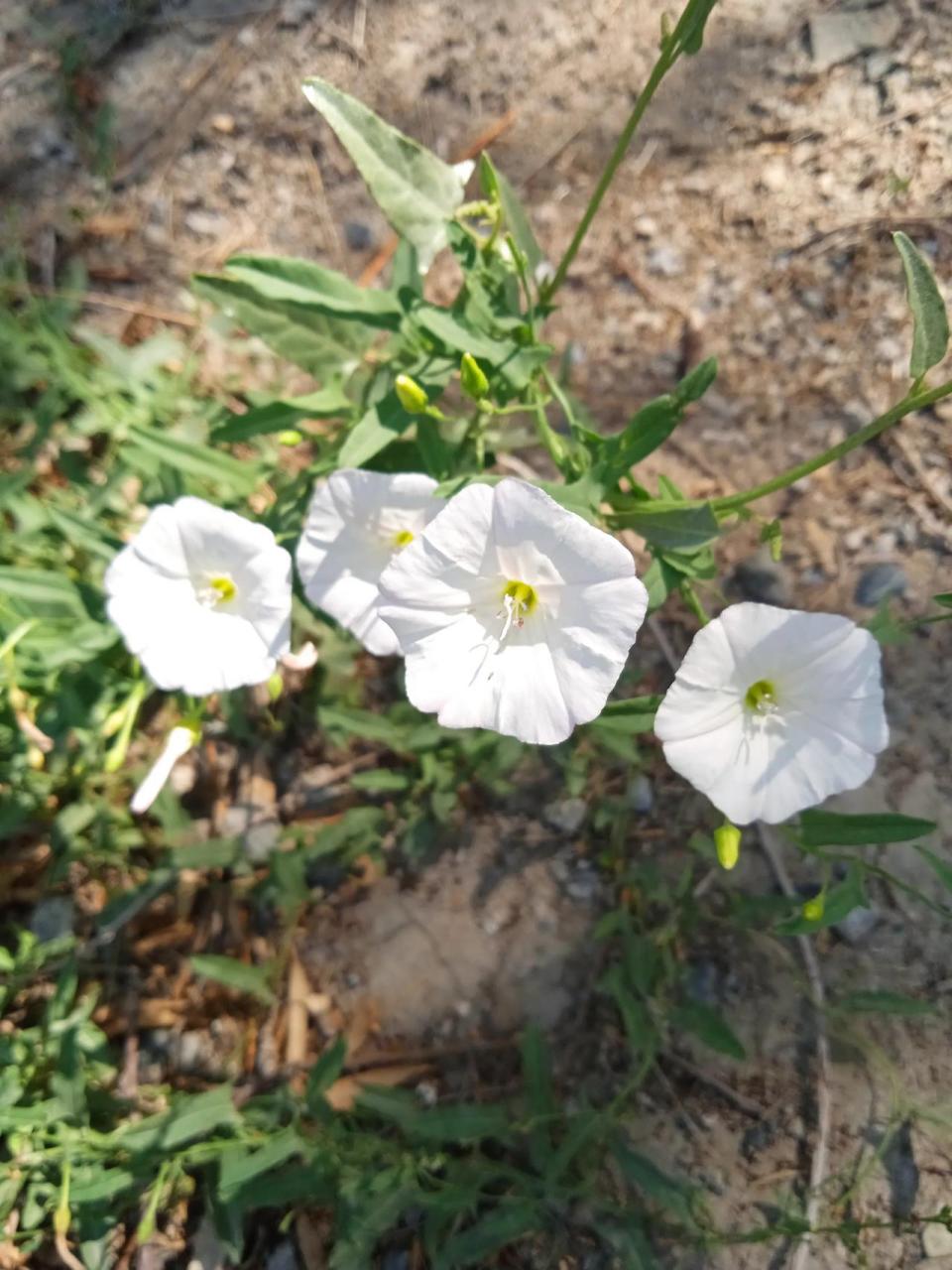 喇叭花,牵牛花,以前是农村人家割来喂鸡喂兔子的,没开花的拉拉秧叶子